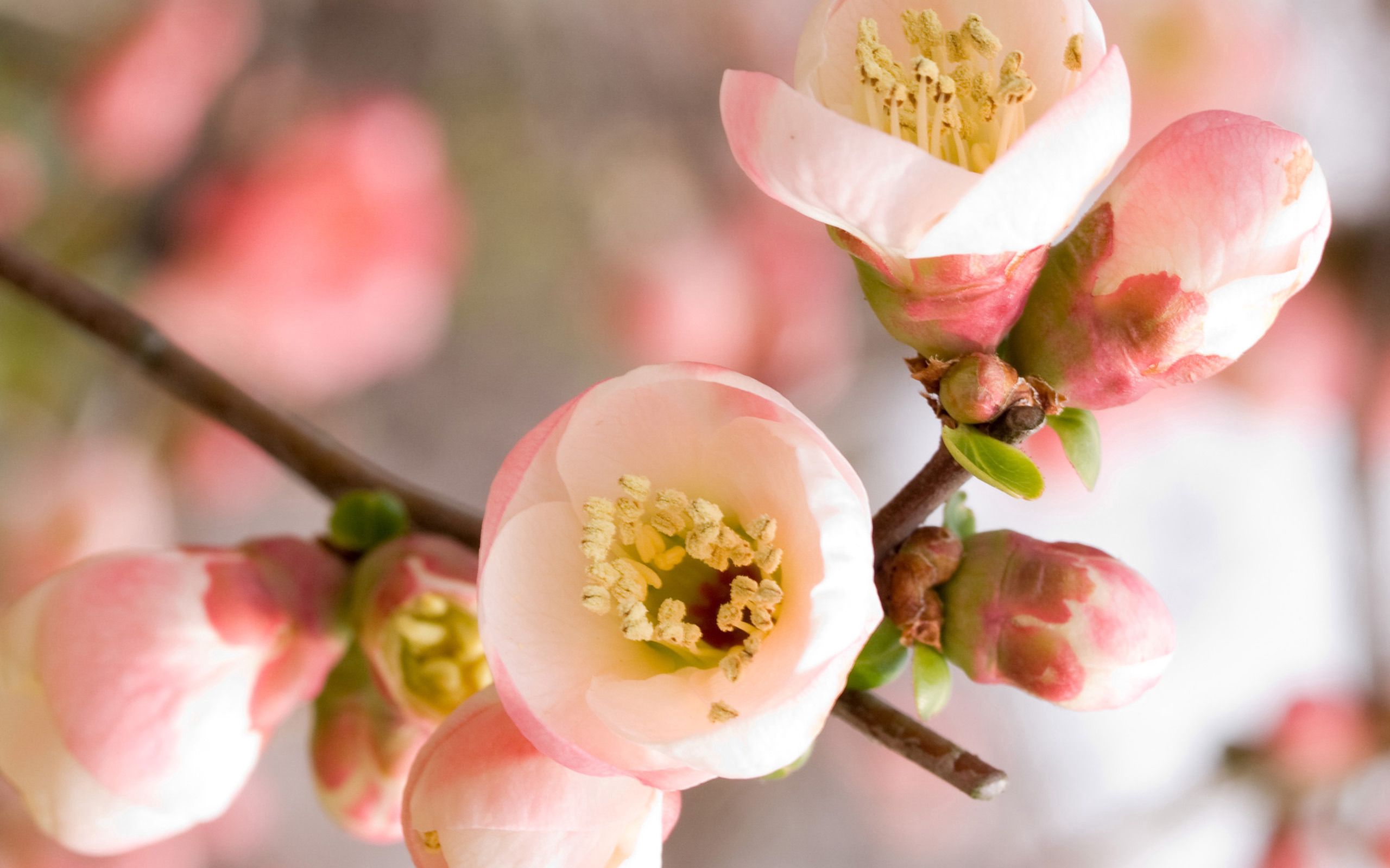 Free download wallpaper Macro, Petals, Flowering, Flowers, Branch, Bloom on your PC desktop