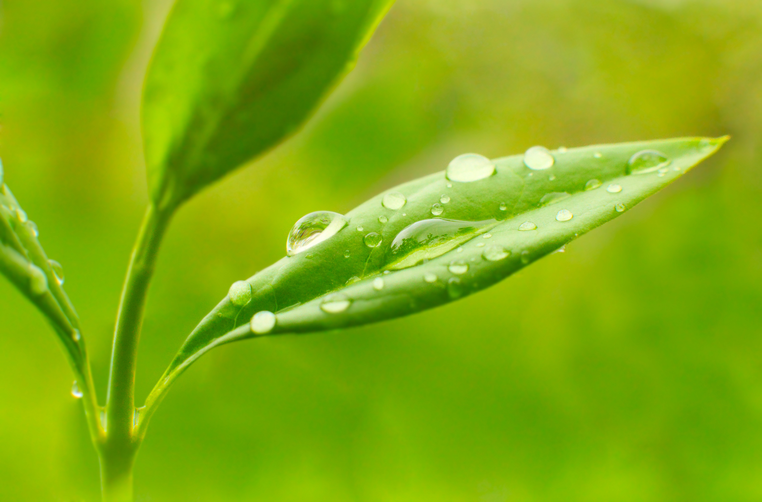Download mobile wallpaper Nature, Macro, Leaf, Earth, Water Drop for free.
