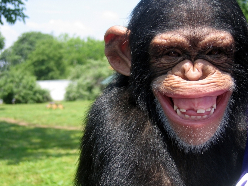 Скачати мобільні шпалери Тварини, Мавпи безкоштовно.