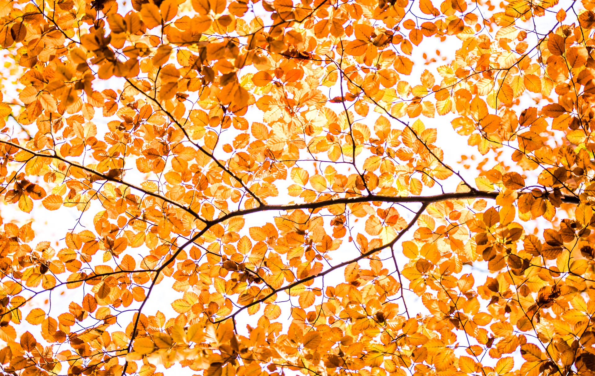 Download mobile wallpaper Nature, Leaf, Fall, Branch, Earth for free.