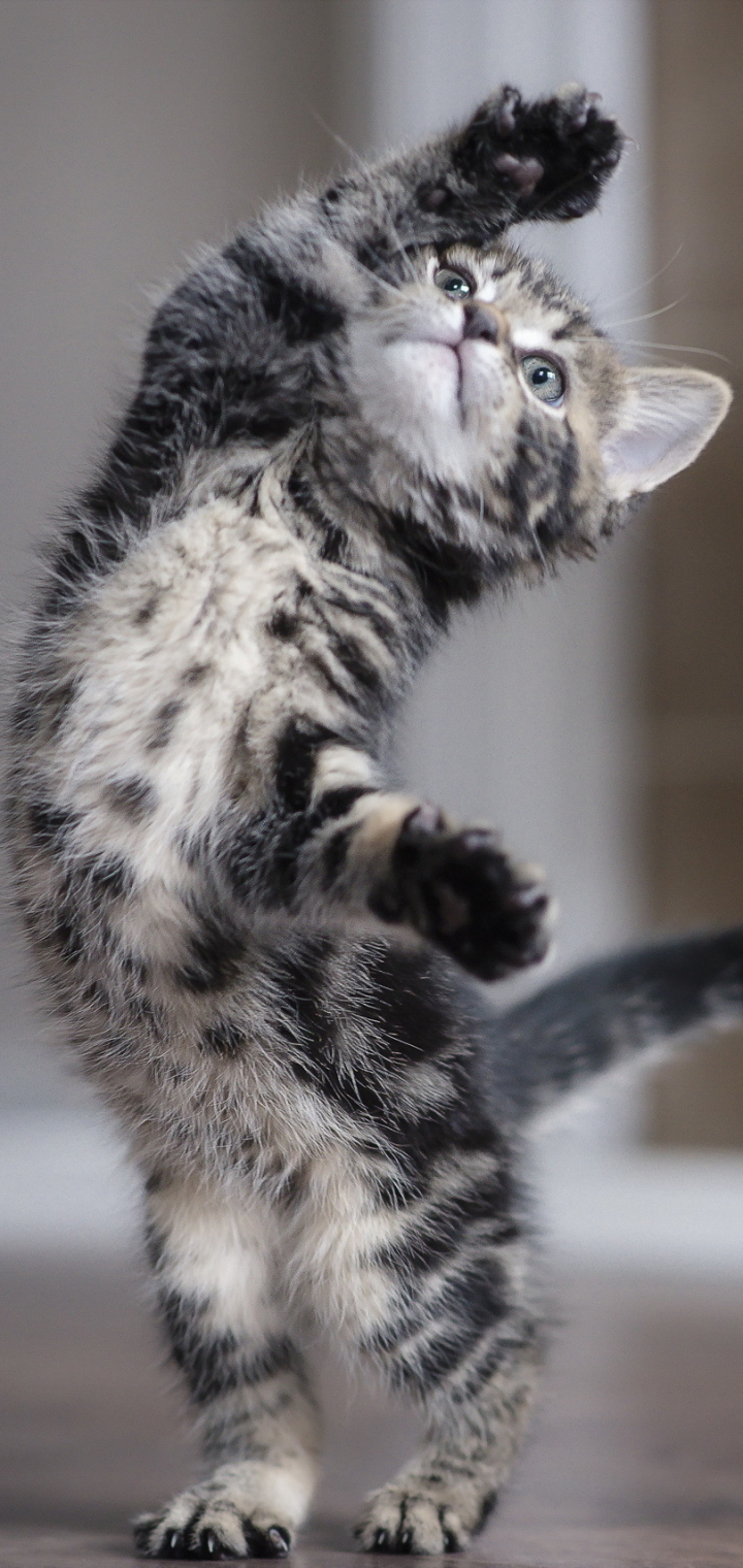 無料モバイル壁紙動物, ネコ, 猫, 子猫, 赤ちゃん動物をダウンロードします。