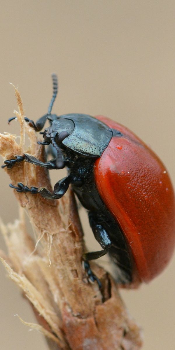 Carapaced Insect Phone wallpaper: Macro, Branch, Insect, Carapace, Shell, Bug, Beetle 109432