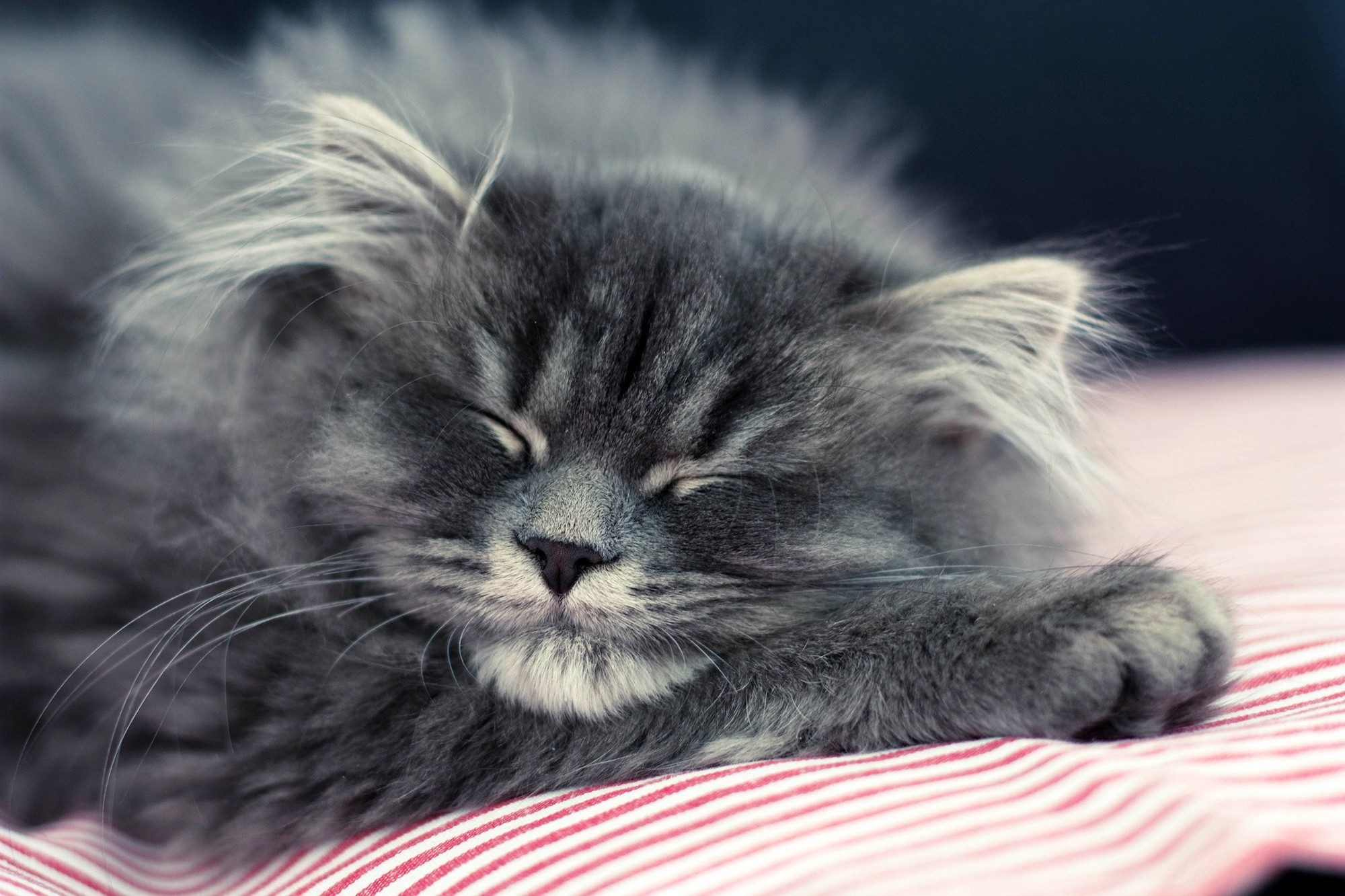 Laden Sie das Schlafen, Traum, Der Kater, Flauschige, Schnauze, Tiere, Katze-Bild kostenlos auf Ihren PC-Desktop herunter