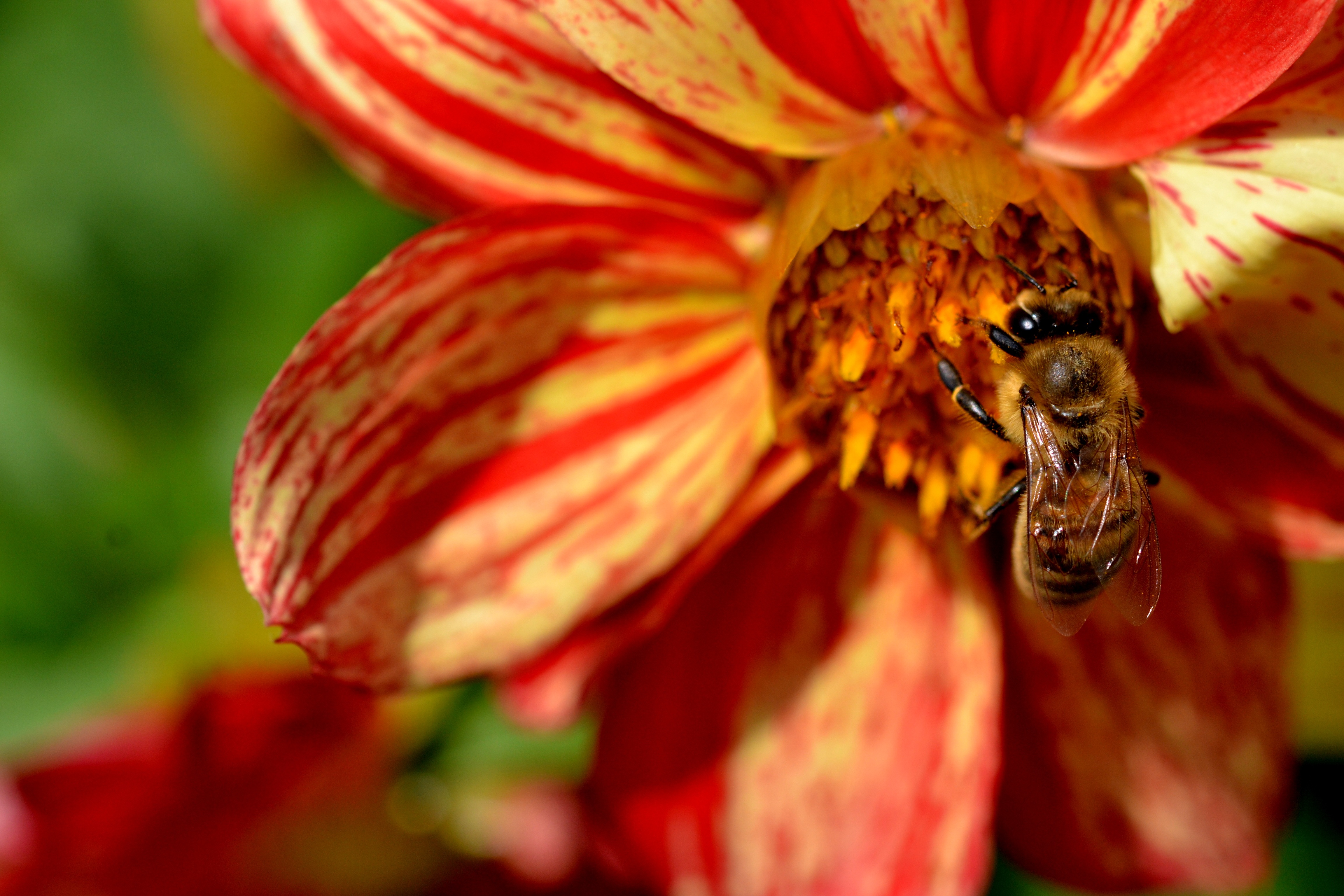 flower, macro, bee, pollination cellphone