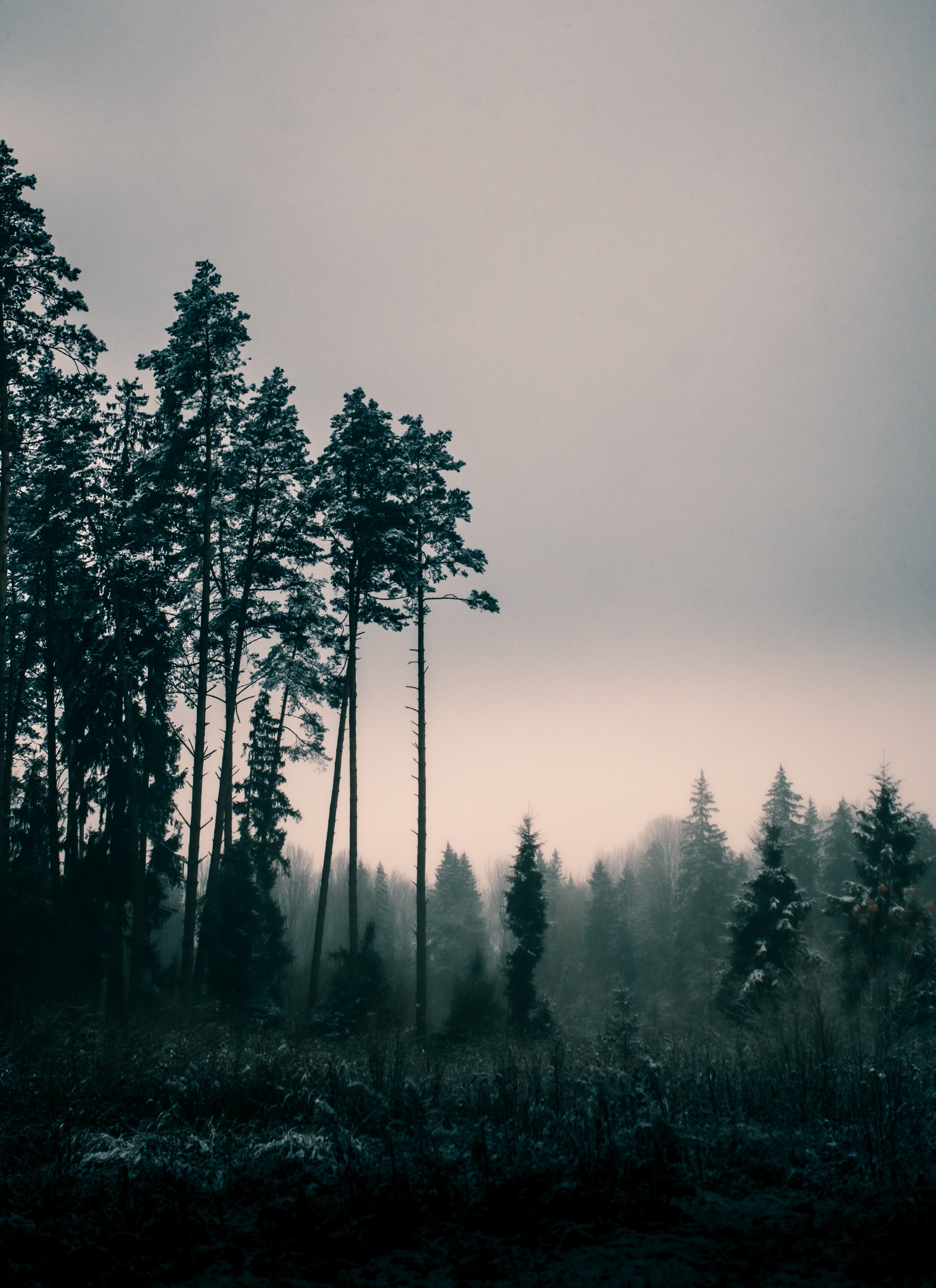Free download wallpaper Trees, Twilight, Fog, Dusk, Nature on your PC desktop