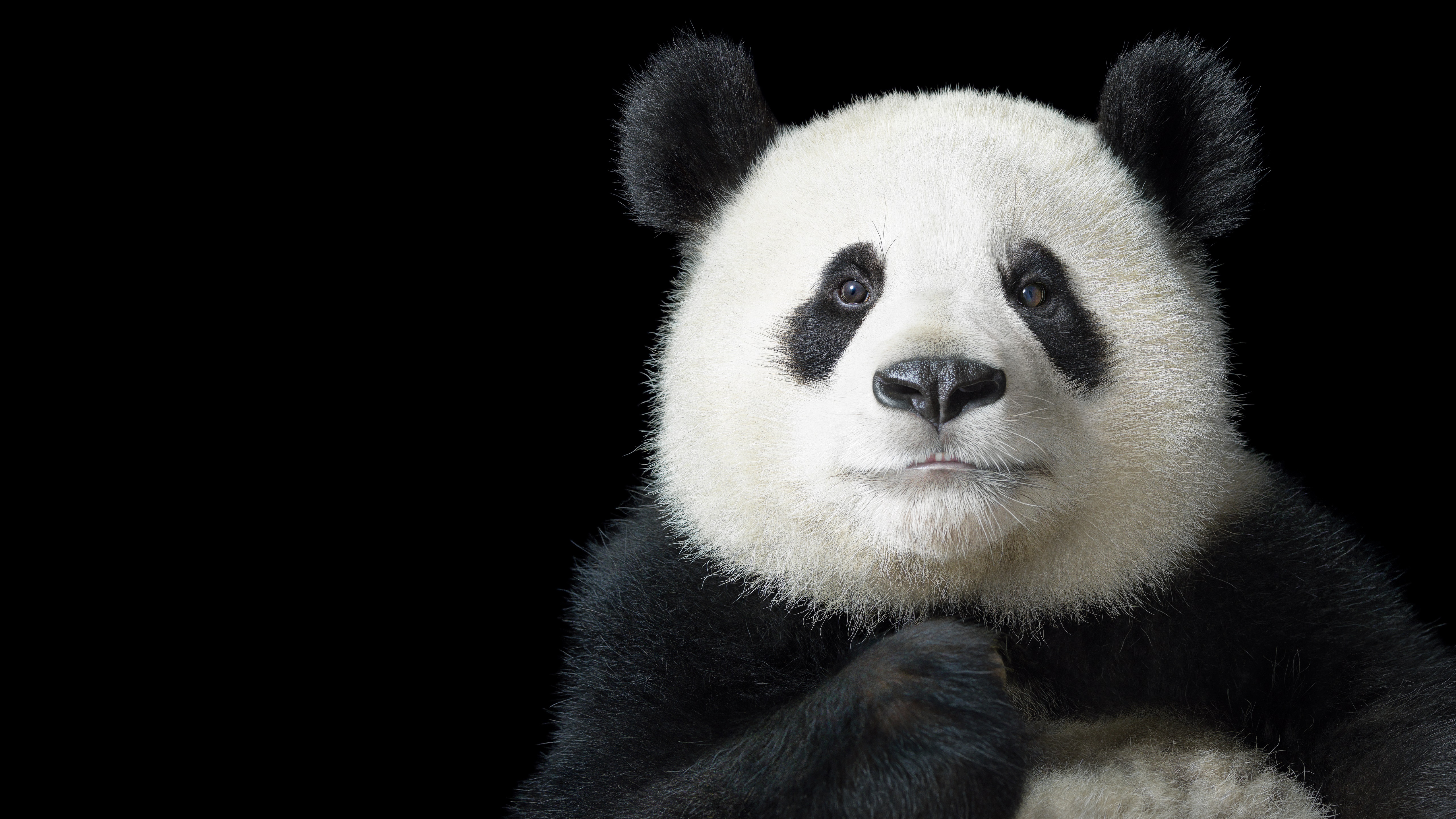 Free download wallpaper Animal, Panda on your PC desktop