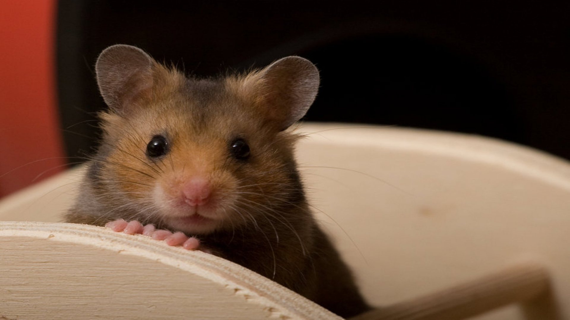 Laden Sie das Tiere, Hamster, Süß-Bild kostenlos auf Ihren PC-Desktop herunter