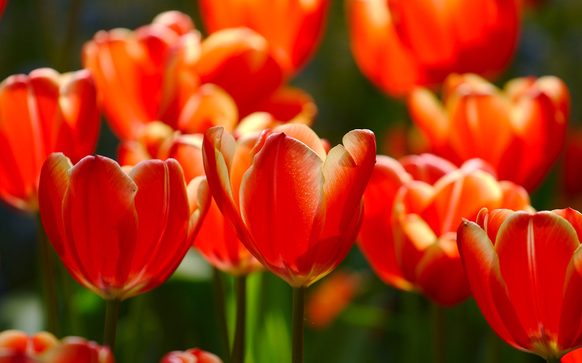 Descarga gratuita de fondo de pantalla para móvil de Tulipán, Flores, Naturaleza, Flor, Tierra/naturaleza.