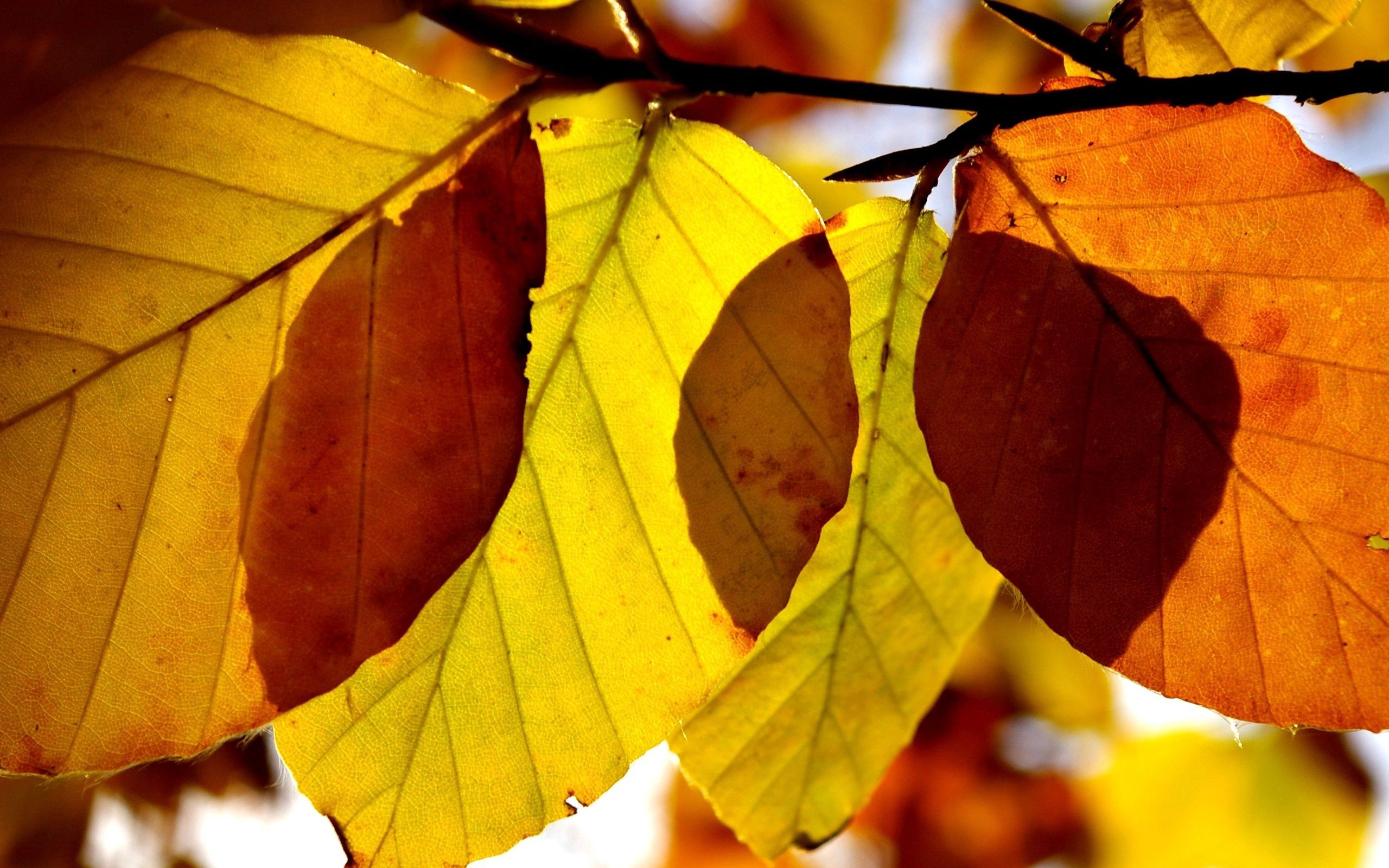Laden Sie das Blätter, Makro, Zweig, Die Form, Ast, Form, Herbst-Bild kostenlos auf Ihren PC-Desktop herunter