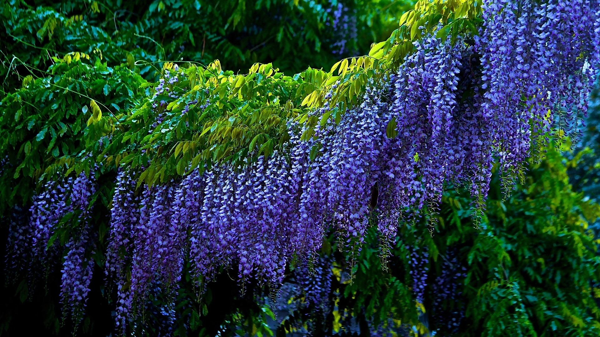wisteria, earth, purple flower, tree, flowers
