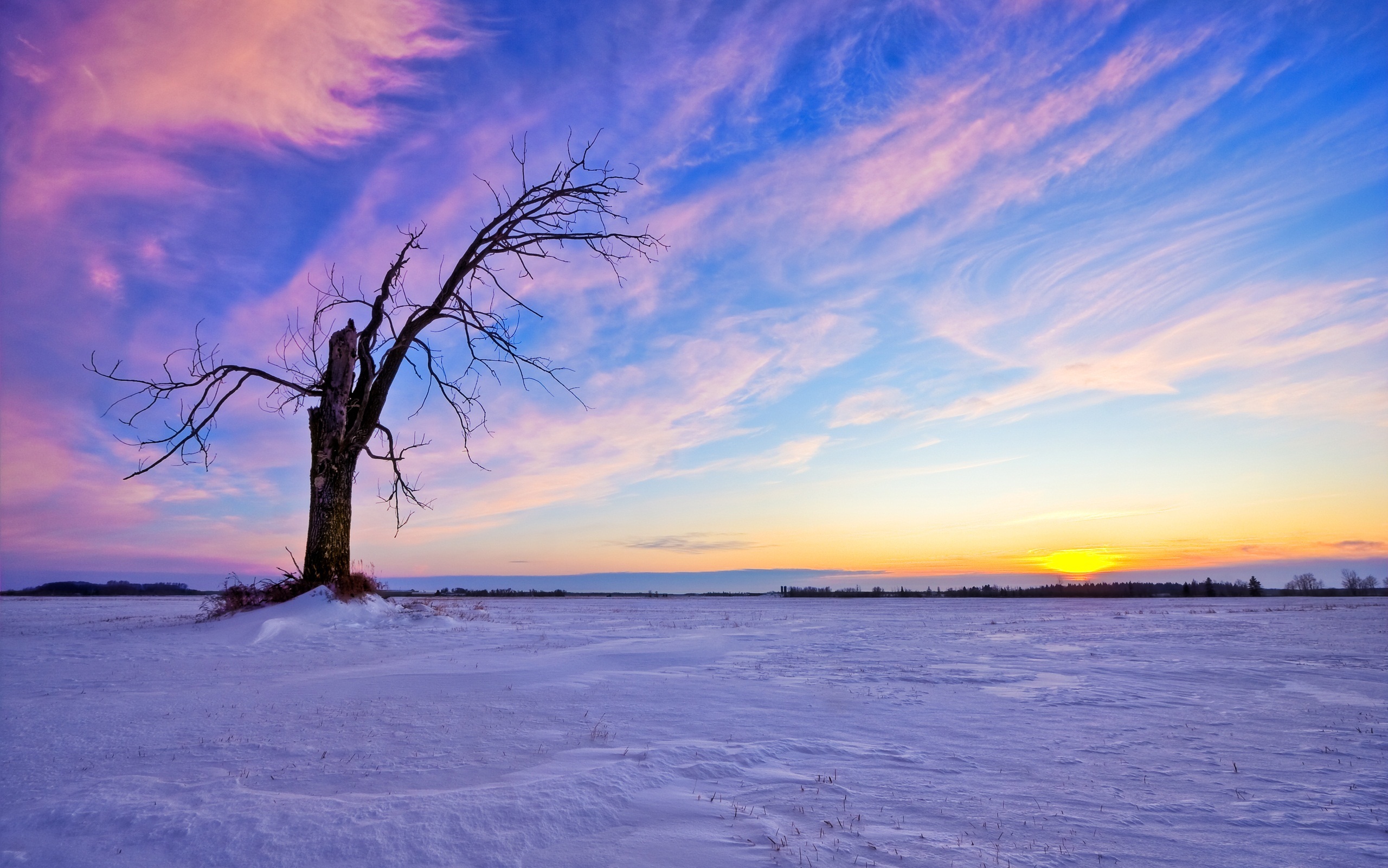 PCデスクトップに冬, 木, 日没, 風景画像を無料でダウンロード