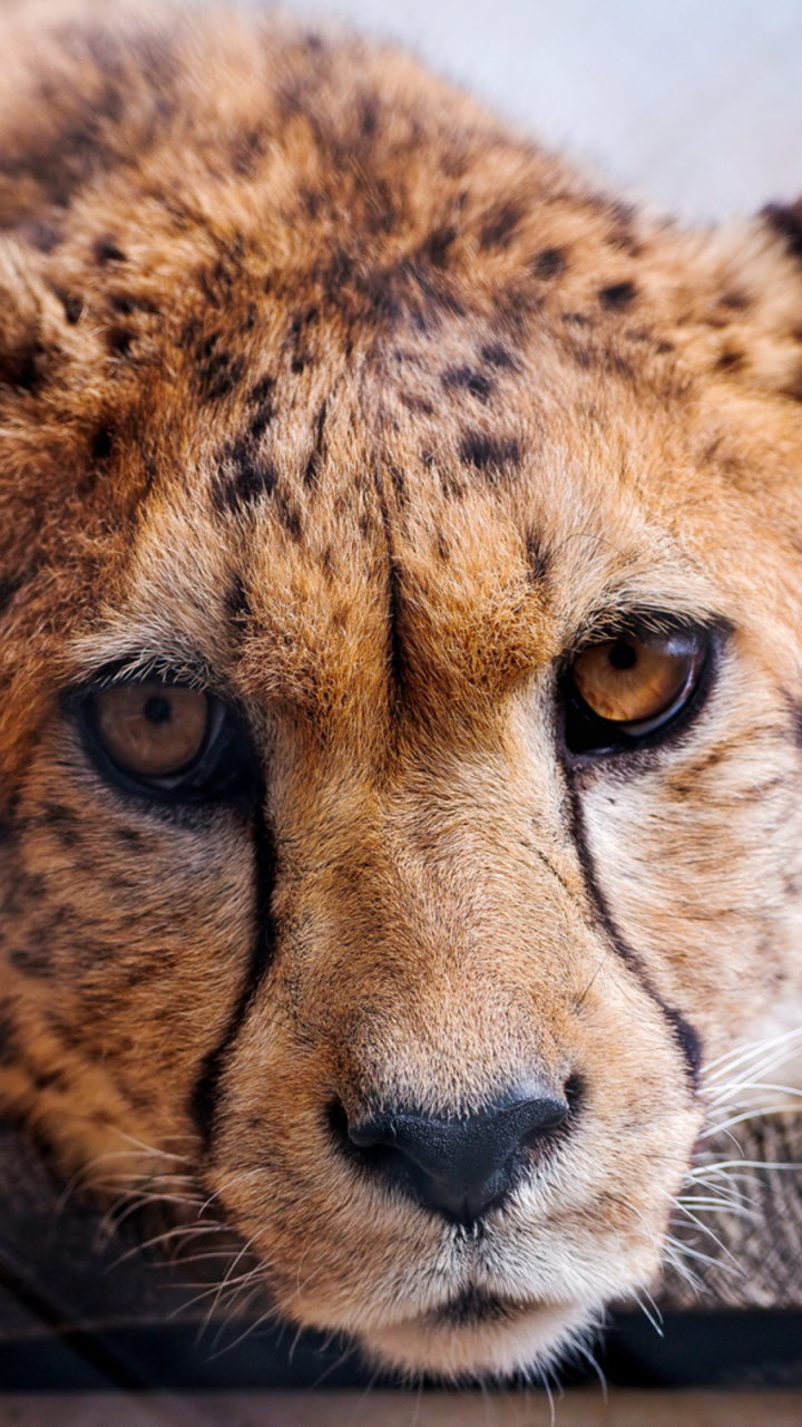 Download mobile wallpaper Cats, Cheetah, Animal for free.