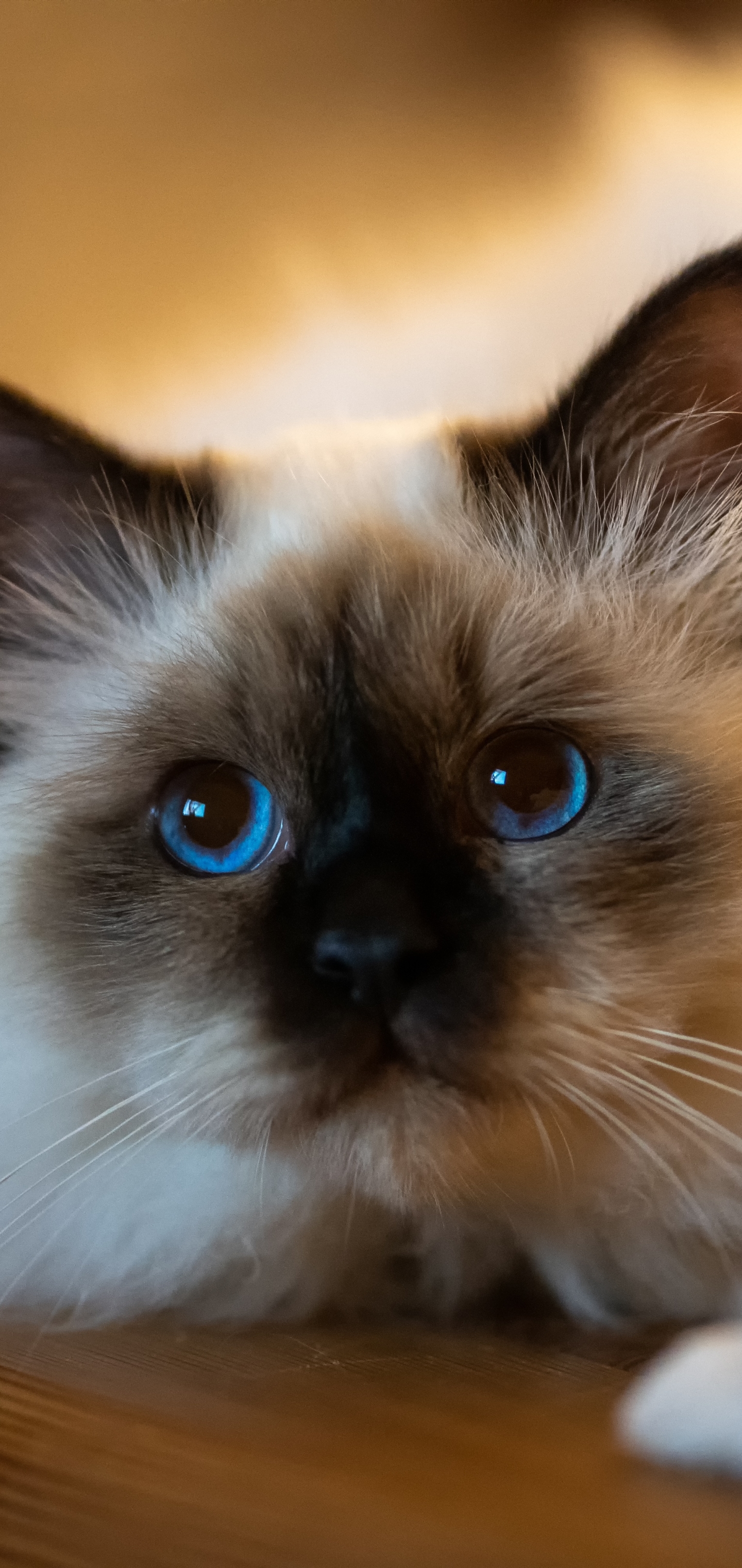 Descarga gratis la imagen Animales, Gatos, Gato, Muñeca De Trapo en el escritorio de tu PC