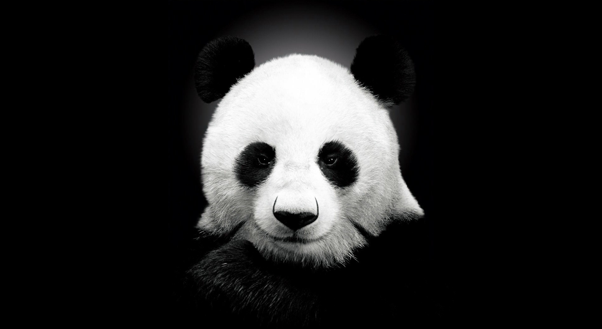 21738 Bild herunterladen tiere, pandas - Hintergrundbilder und Bildschirmschoner kostenlos