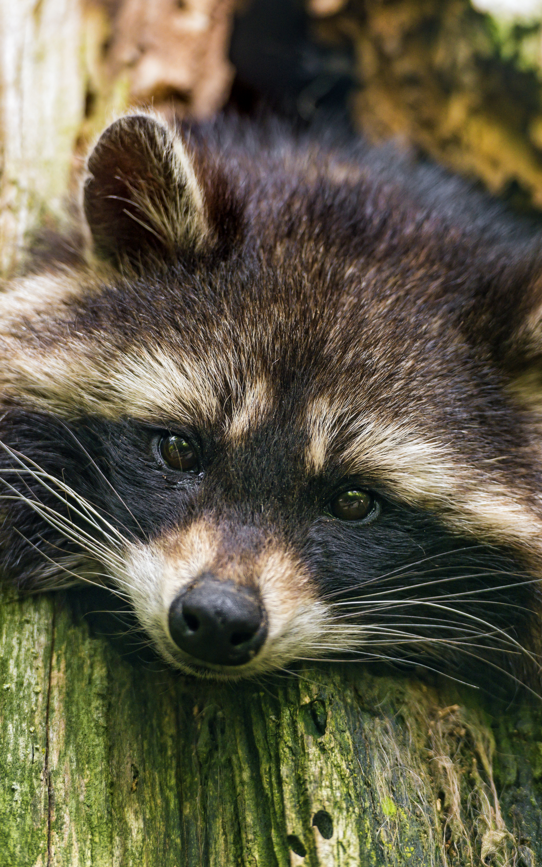 Handy-Wallpaper Tiere, Waschbär kostenlos herunterladen.