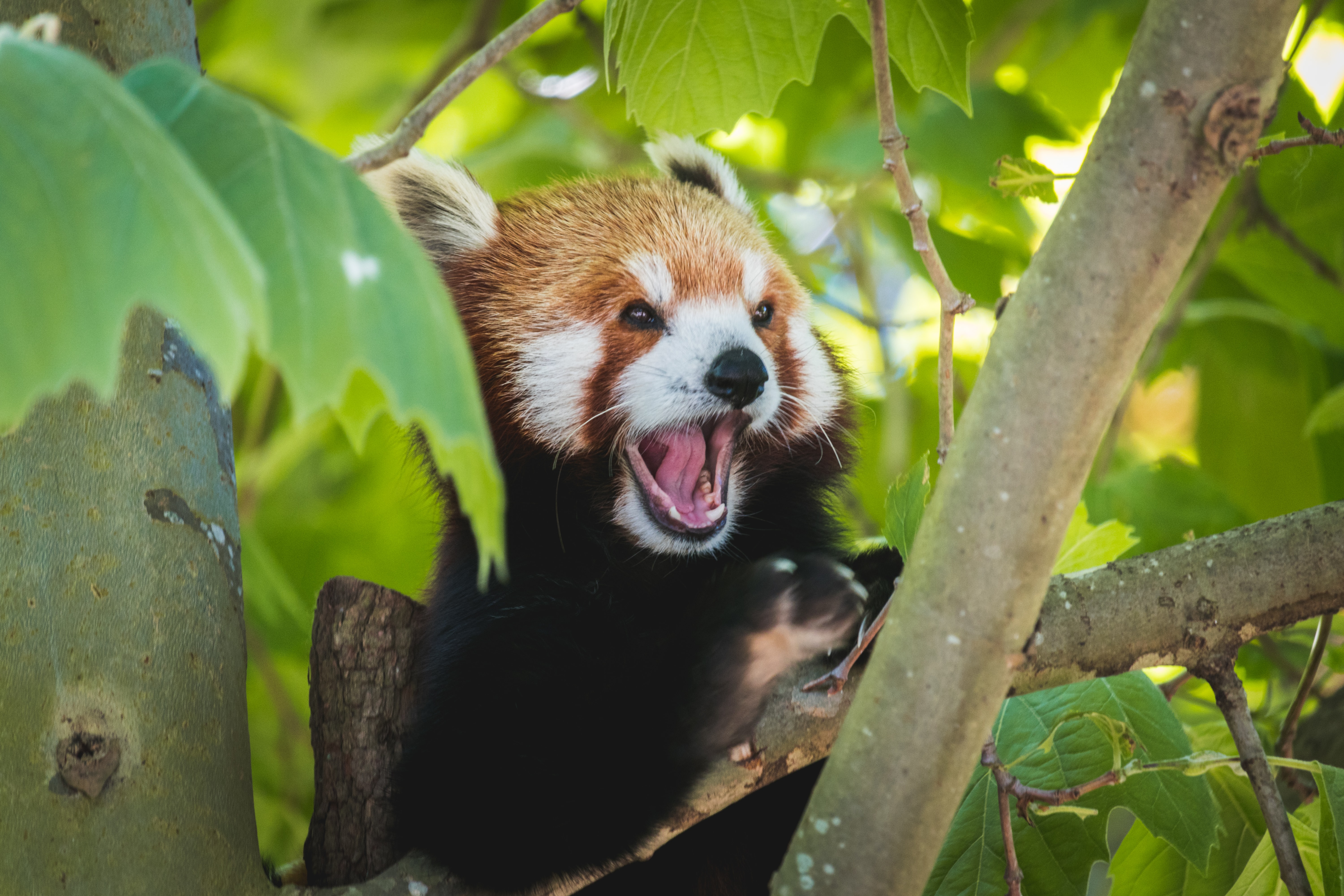 55965 Hintergrundbild herunterladen tiere, hervorstehende zunge, zunge herausgeklemmt, komisch, lustig, panda, roter panda - Bildschirmschoner und Bilder kostenlos
