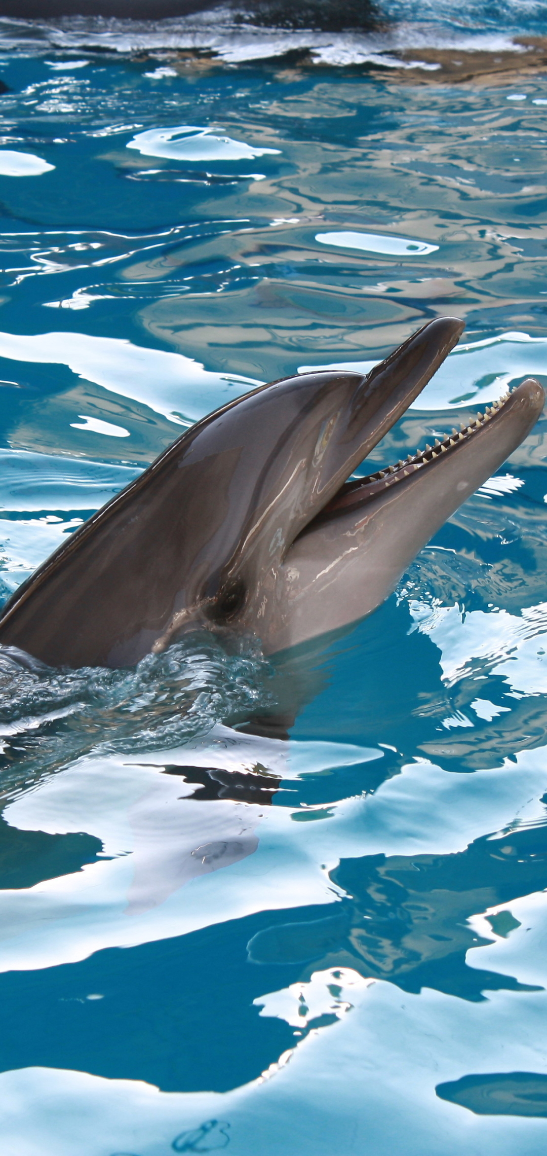 Download mobile wallpaper Animal, Dolphin for free.