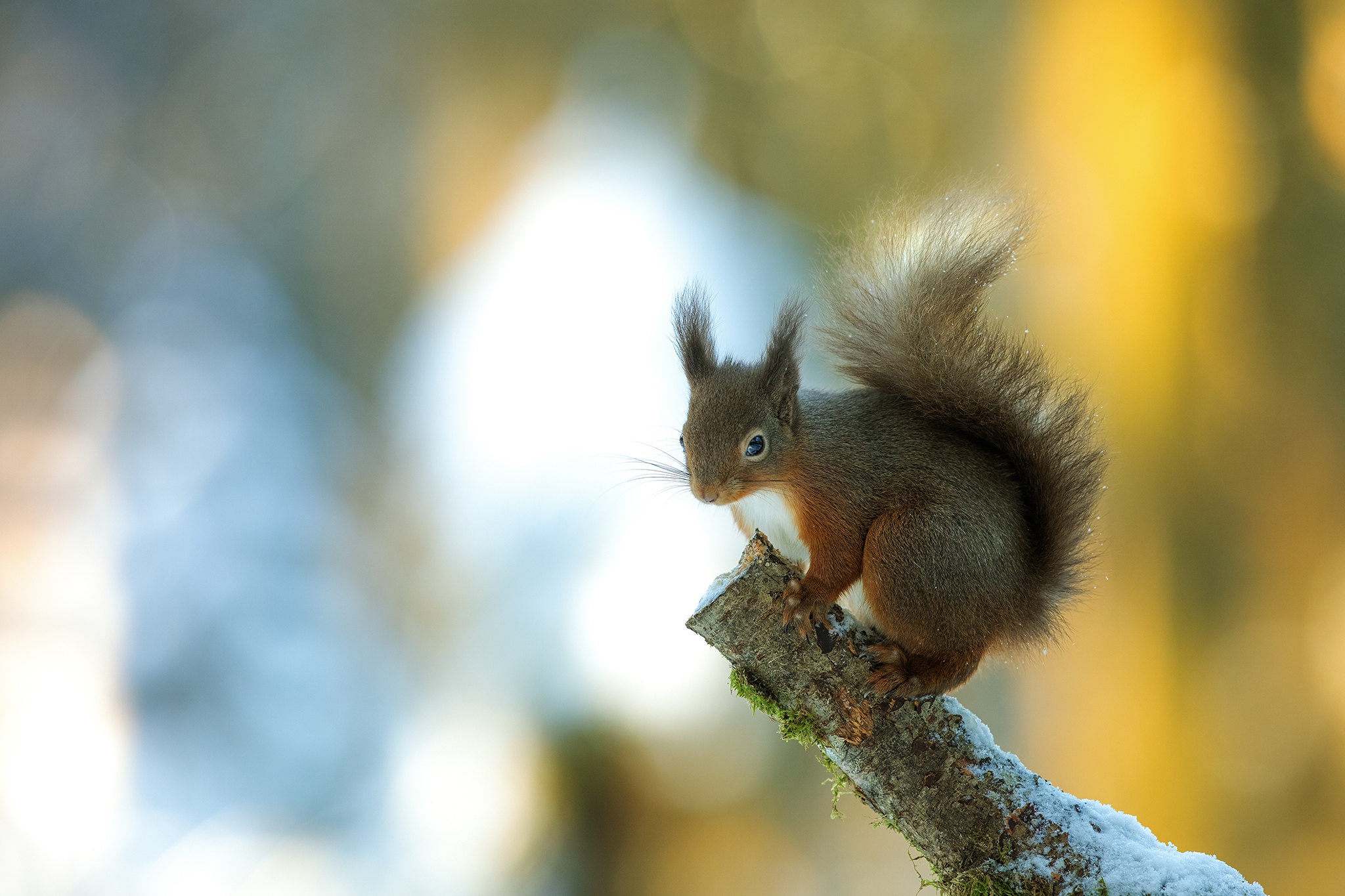 Download mobile wallpaper Squirrel, Animal, Rodent for free.