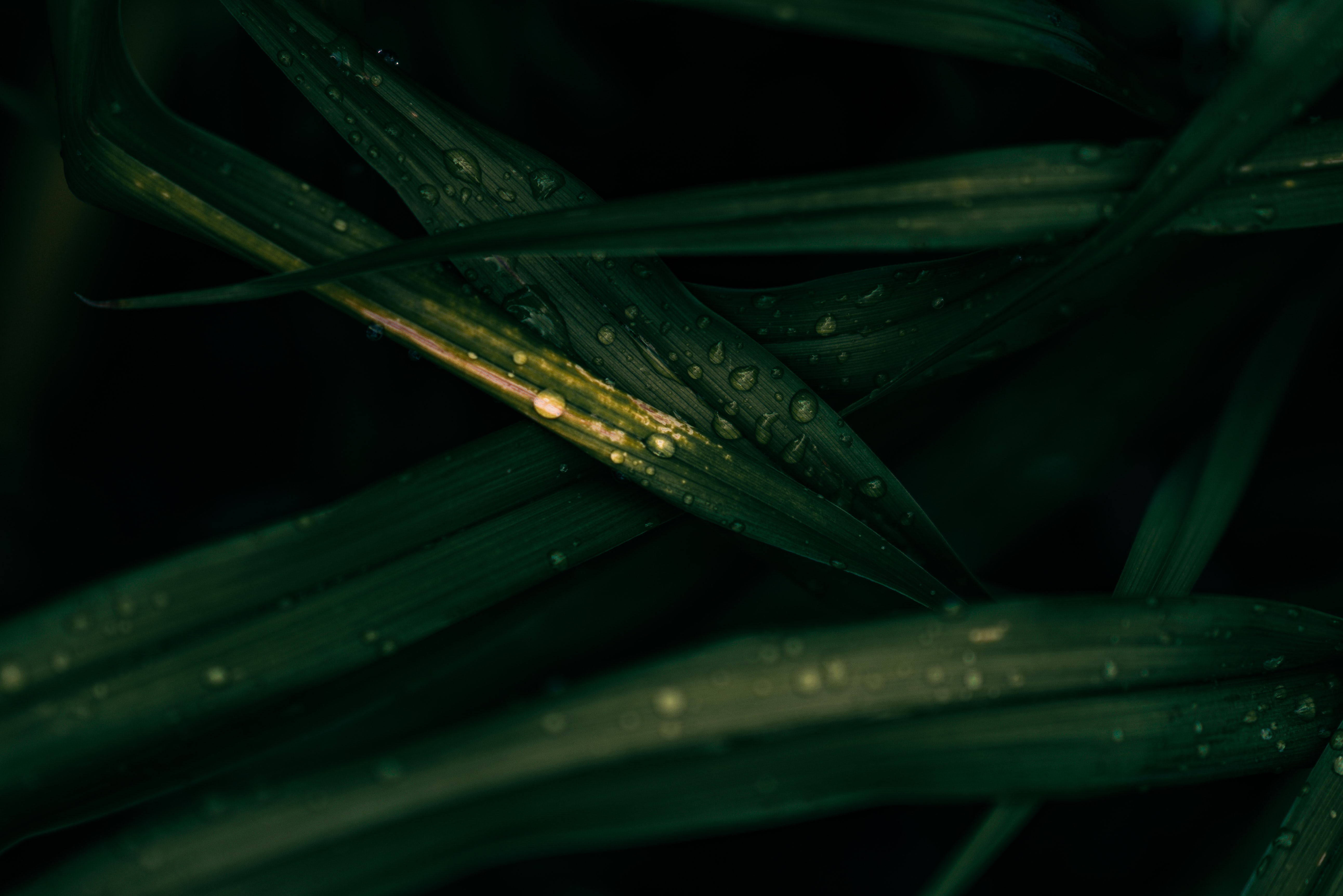 leaves, drops, wet, macro images