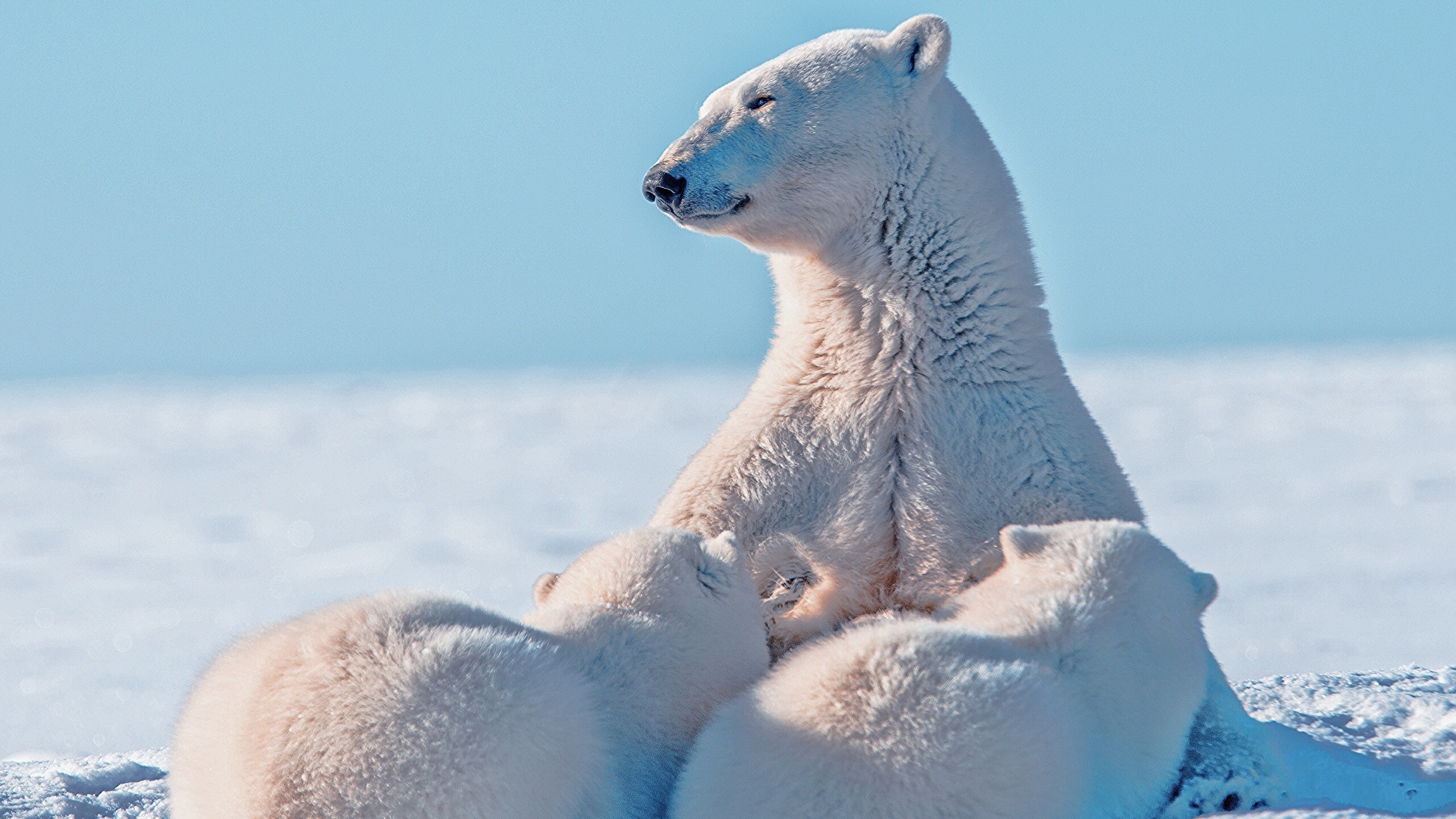 Free download wallpaper Bears, Polar Bear, Animal on your PC desktop