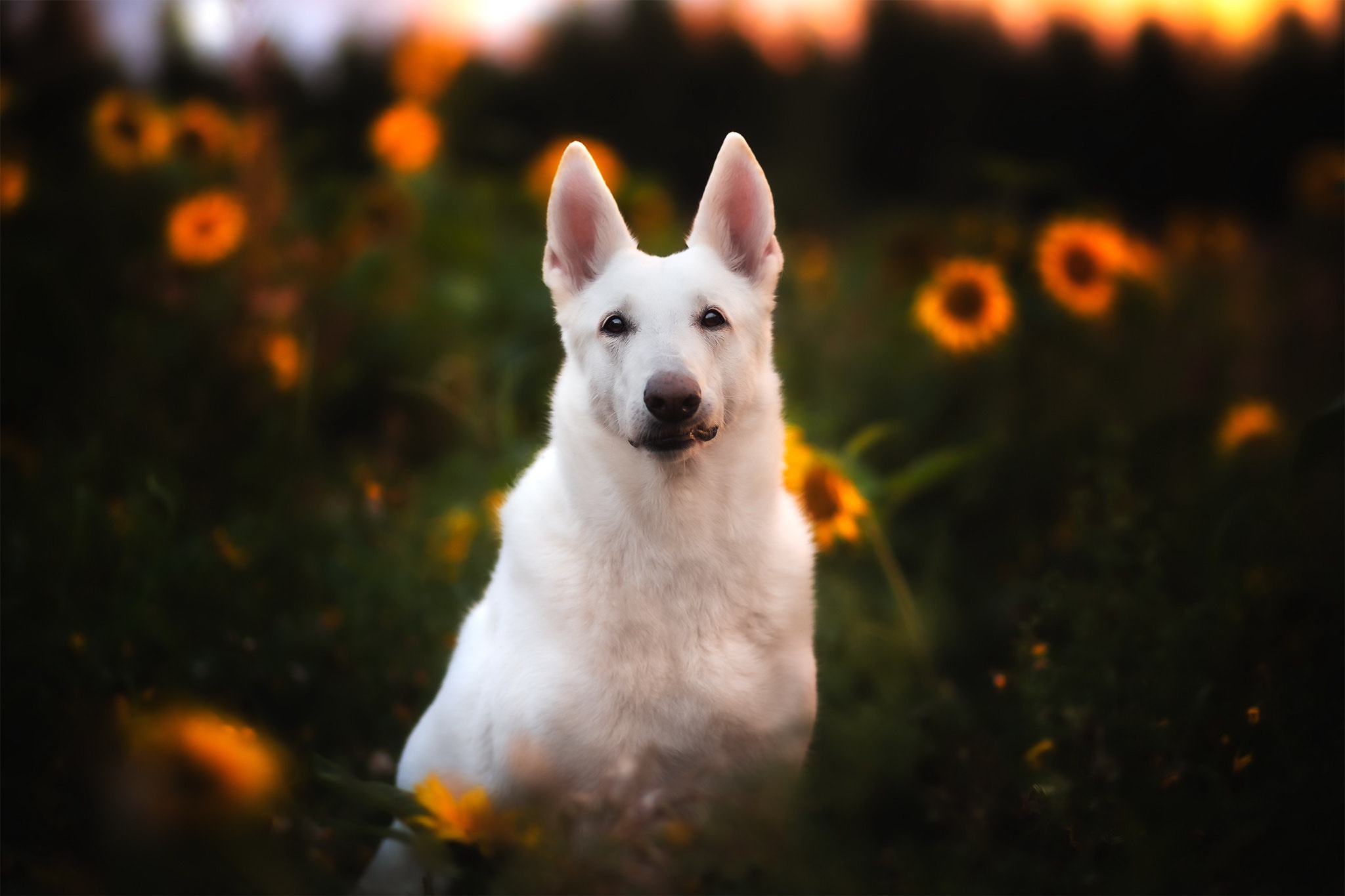490759 Bild herunterladen tiere, weißer schäferhund, hund, hunde - Hintergrundbilder und Bildschirmschoner kostenlos