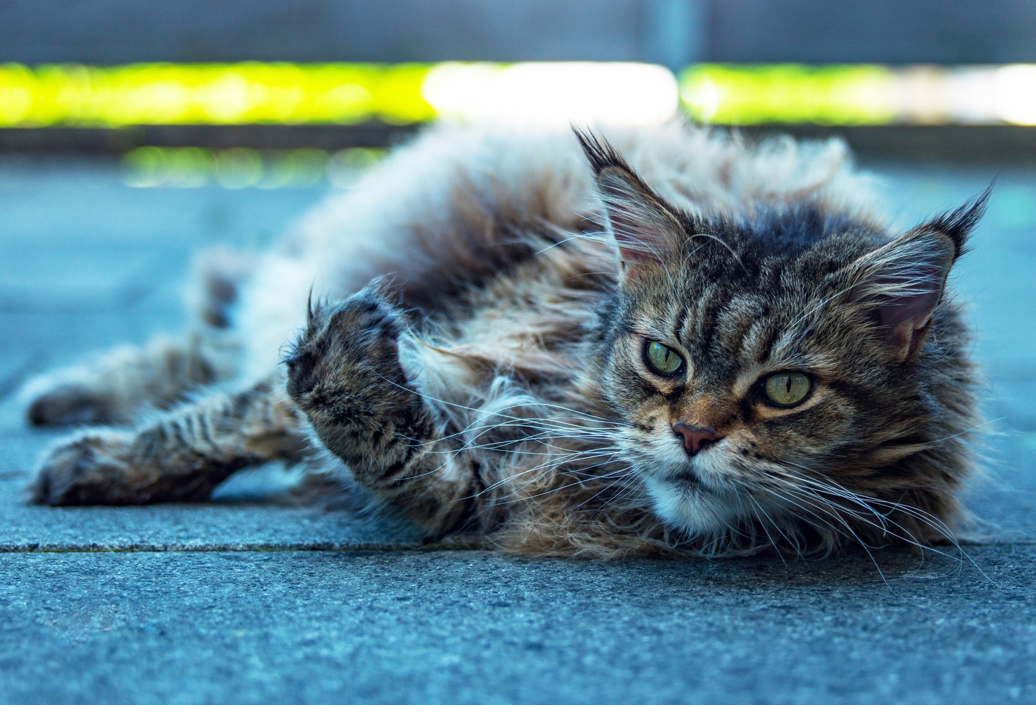 Baixar papel de parede para celular de Gato, Gatos, Animais gratuito.