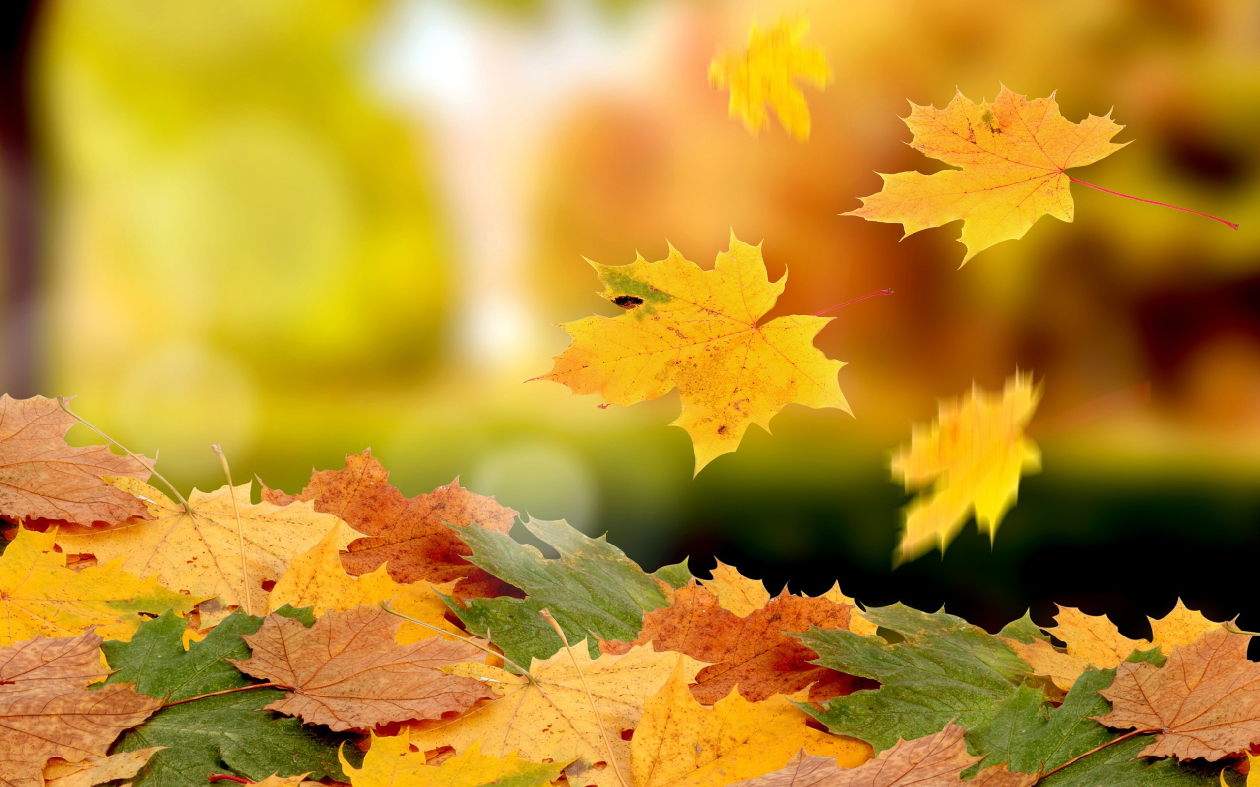 PCデスクトップに葉, 秋, 背景画像を無料でダウンロード