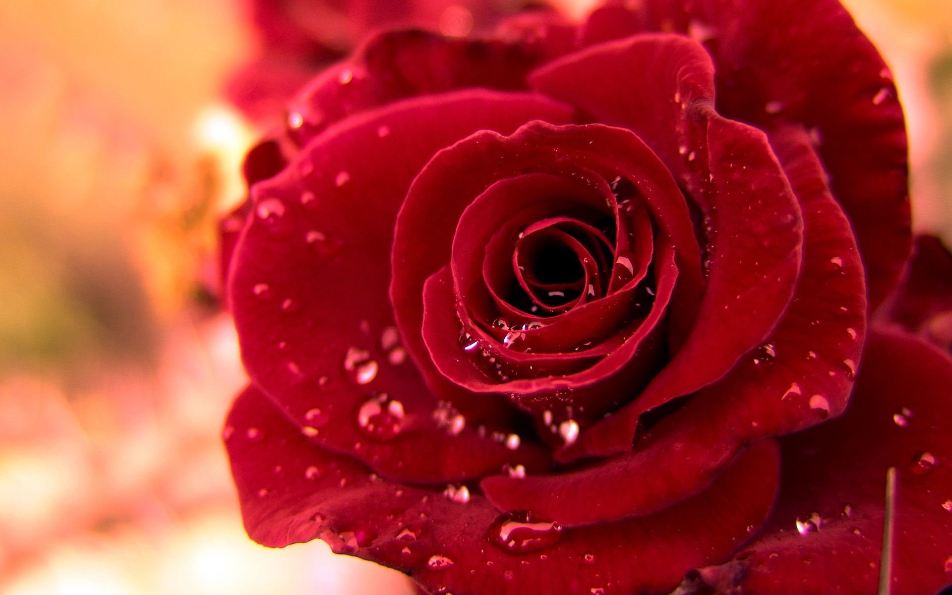 drops, rose flower, red, macro, rose, bud, dew