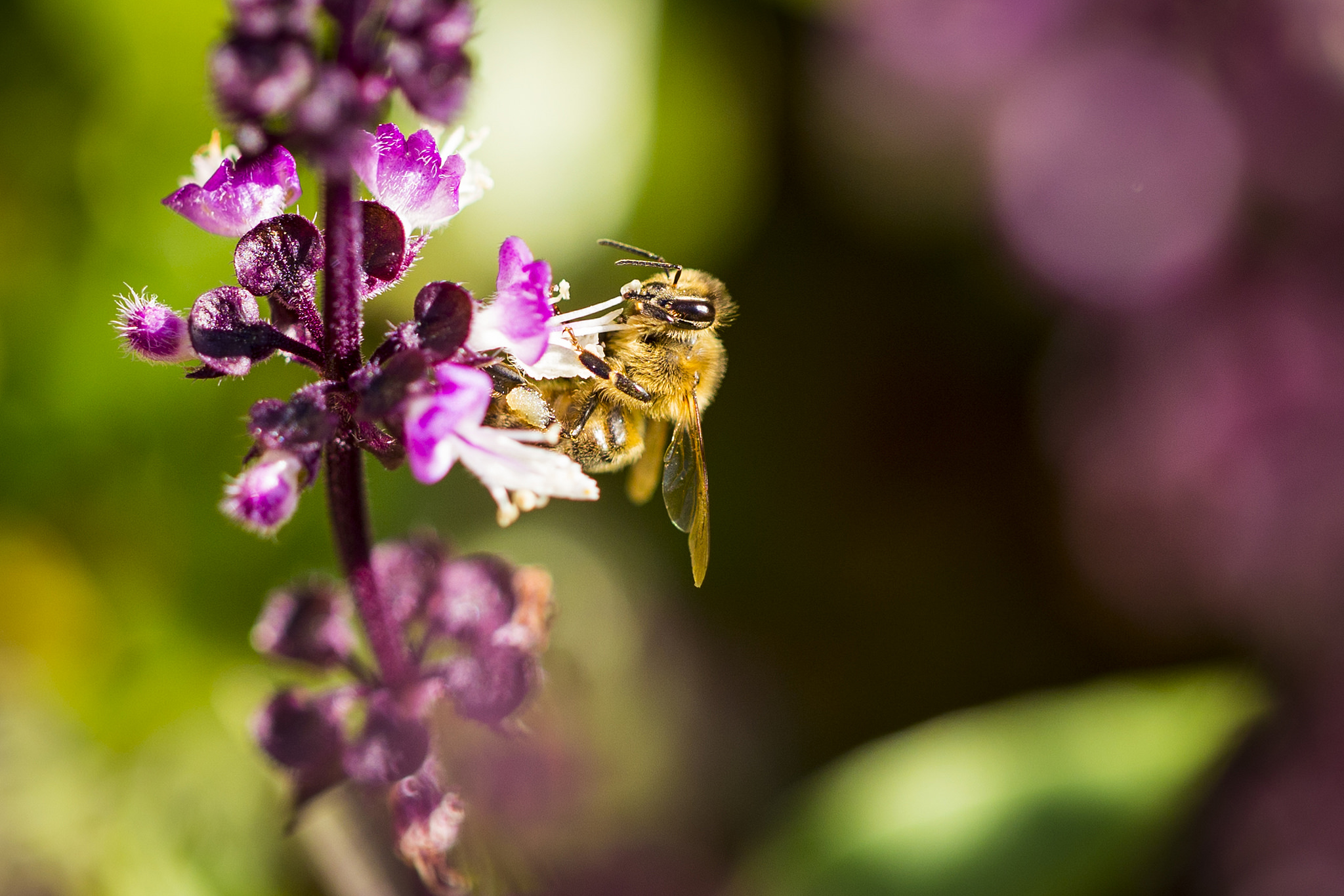 無料モバイル壁紙動物, 昆虫, 花, 蜂, ボケ, 虫をダウンロードします。