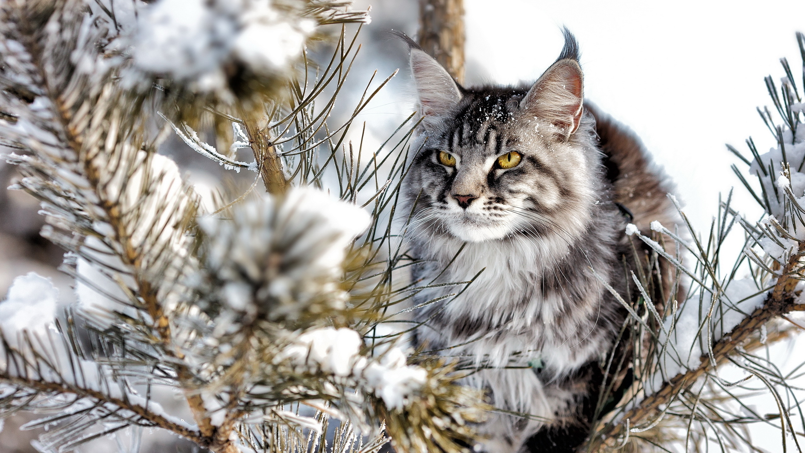 Laden Sie das Tiere, Katzen, Katze-Bild kostenlos auf Ihren PC-Desktop herunter