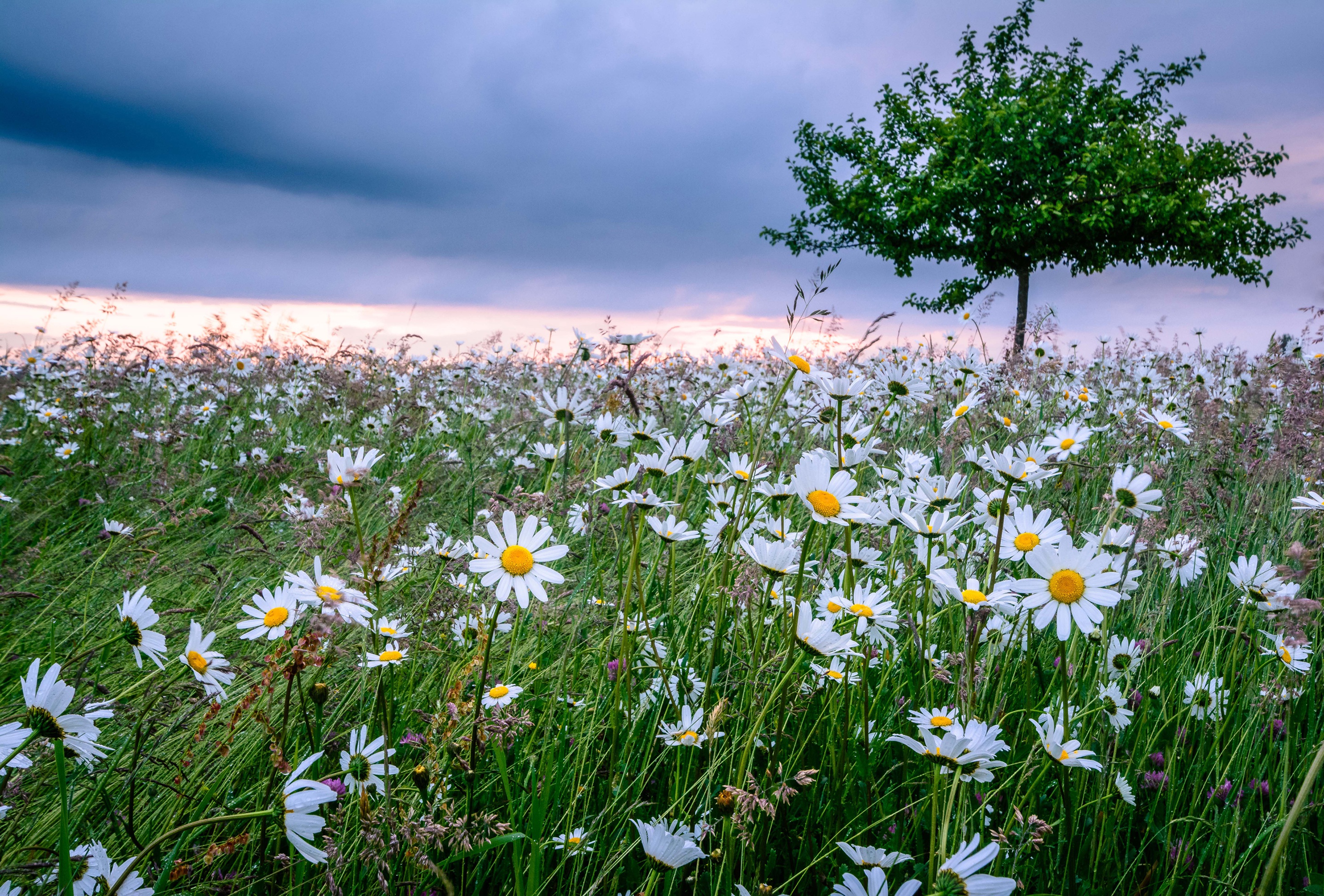 Free download wallpaper Nature, Flowers, Grass, Flower, Tree, Earth, Meadow, White Flower on your PC desktop
