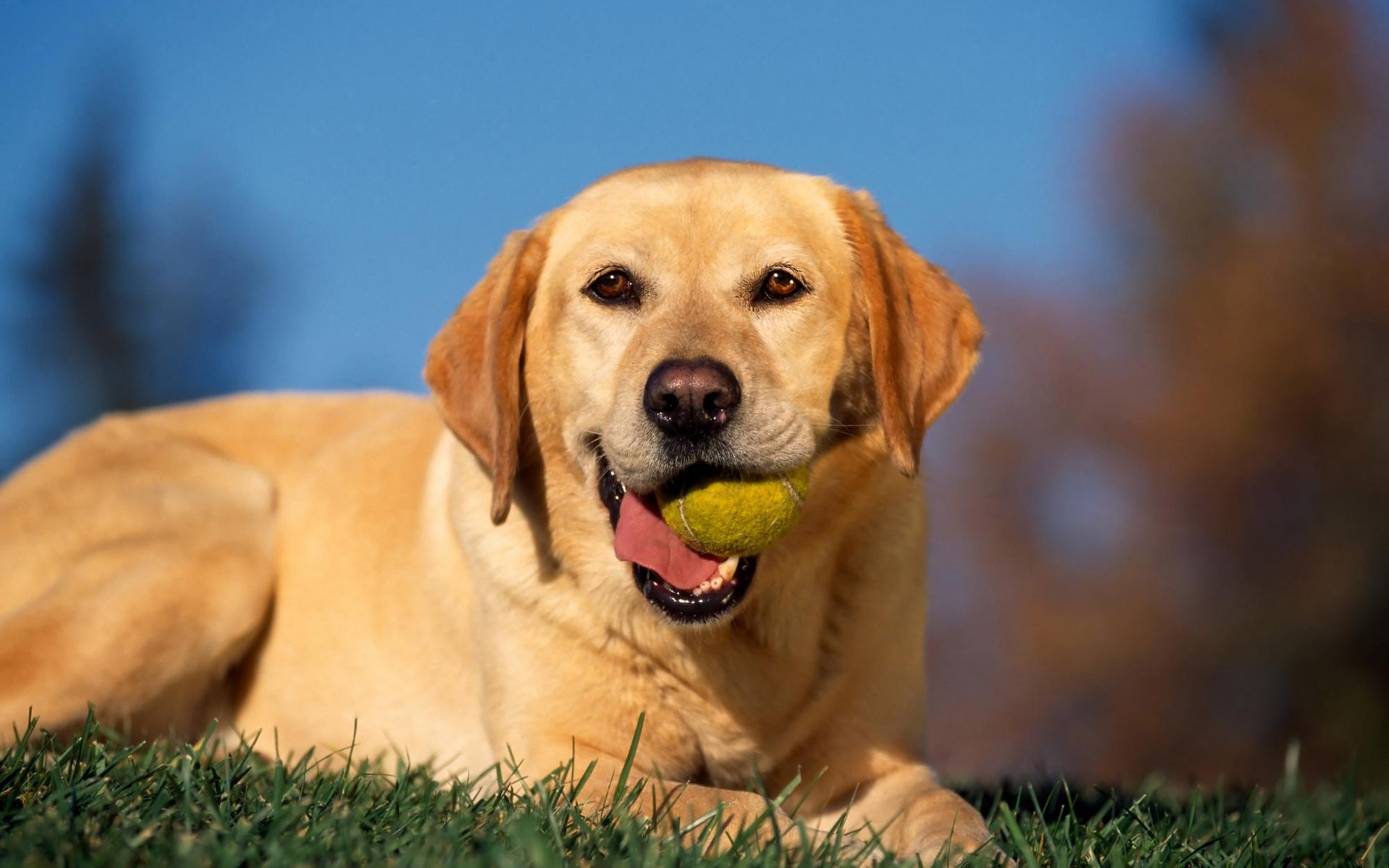 Téléchargez des papiers peints mobile Chiens, Chien, Animaux gratuitement.