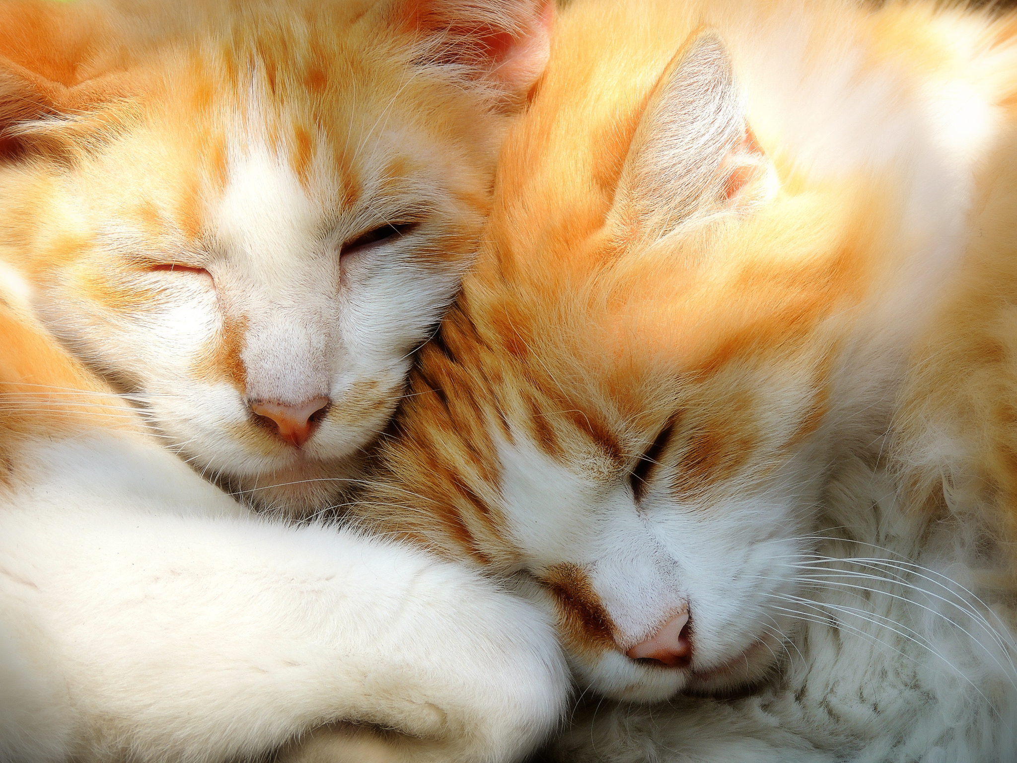 Download mobile wallpaper Cats, Cat, Couple, Animal, Cute for free.