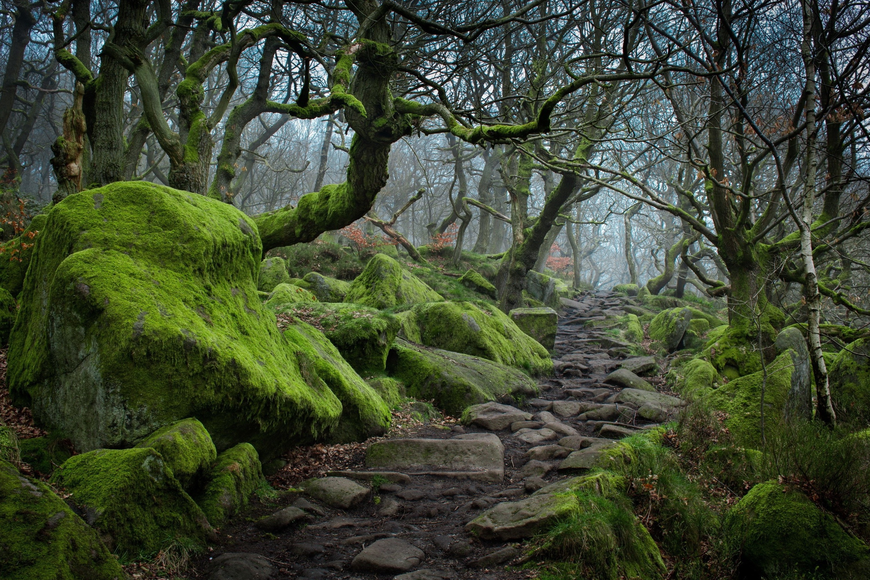 Free download wallpaper Forest, Tree, Earth, Path, Stone, Moss on your PC desktop