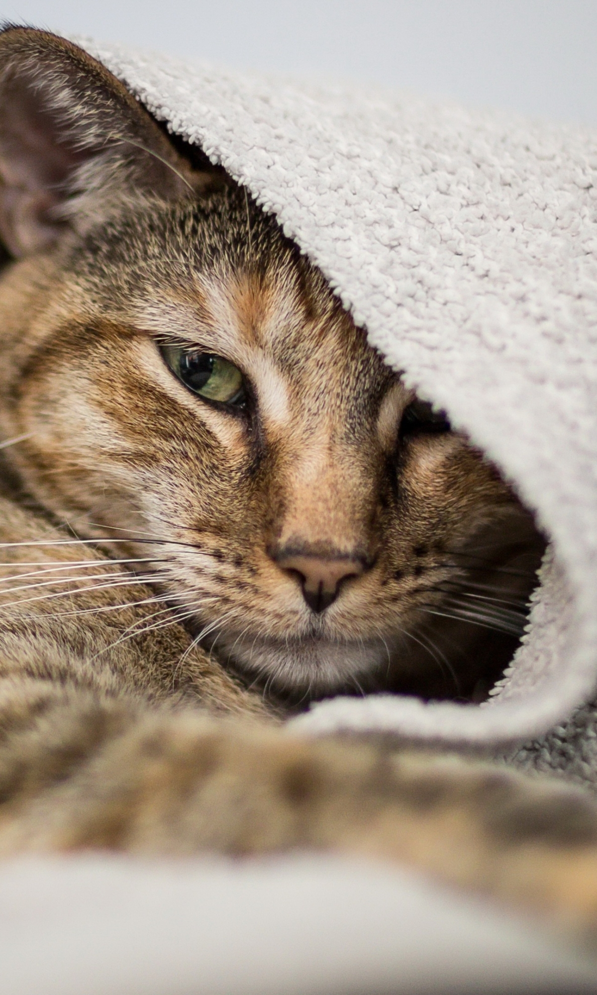 1185958 Protetores de tela e papéis de parede Gatos em seu telefone. Baixe  fotos gratuitamente