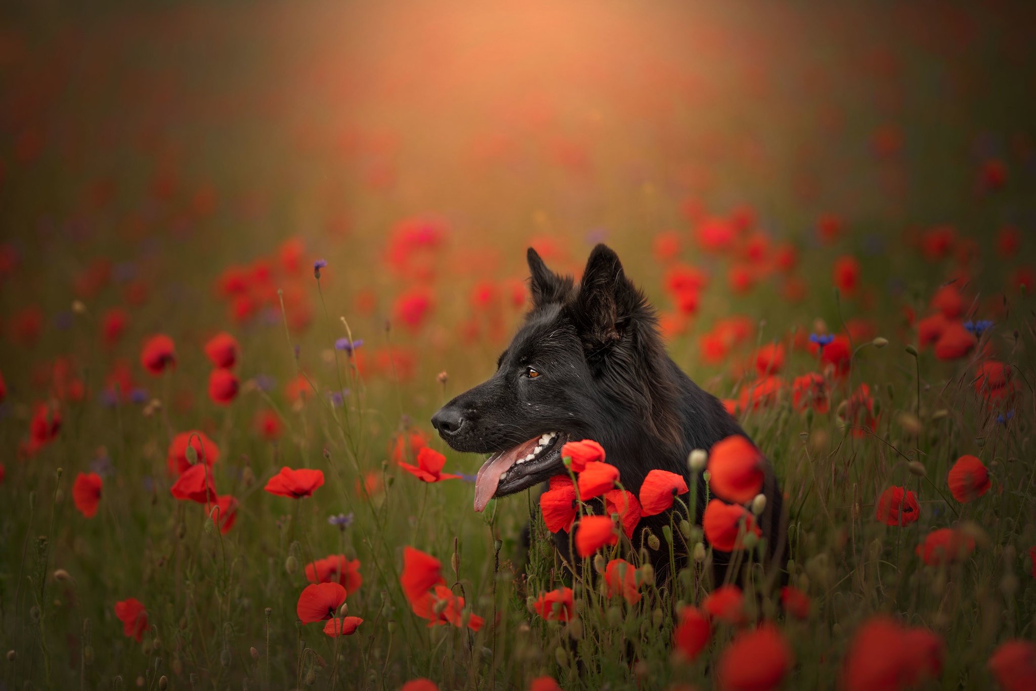 Download mobile wallpaper Dogs, Dog, Animal, Poppy, German Shepherd, Red Flower for free.