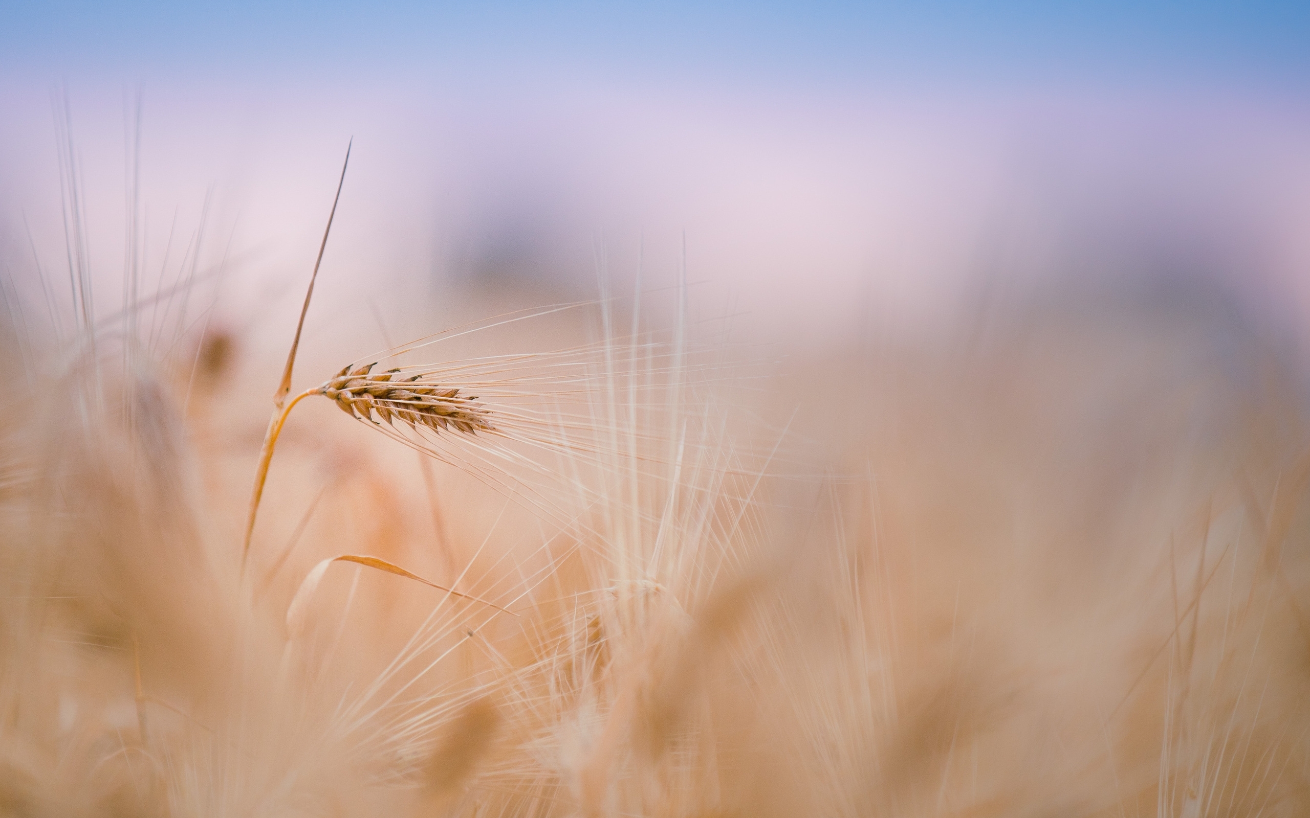 Laden Sie das Weizen, Pflanzen, Hintergrund-Bild kostenlos auf Ihren PC-Desktop herunter