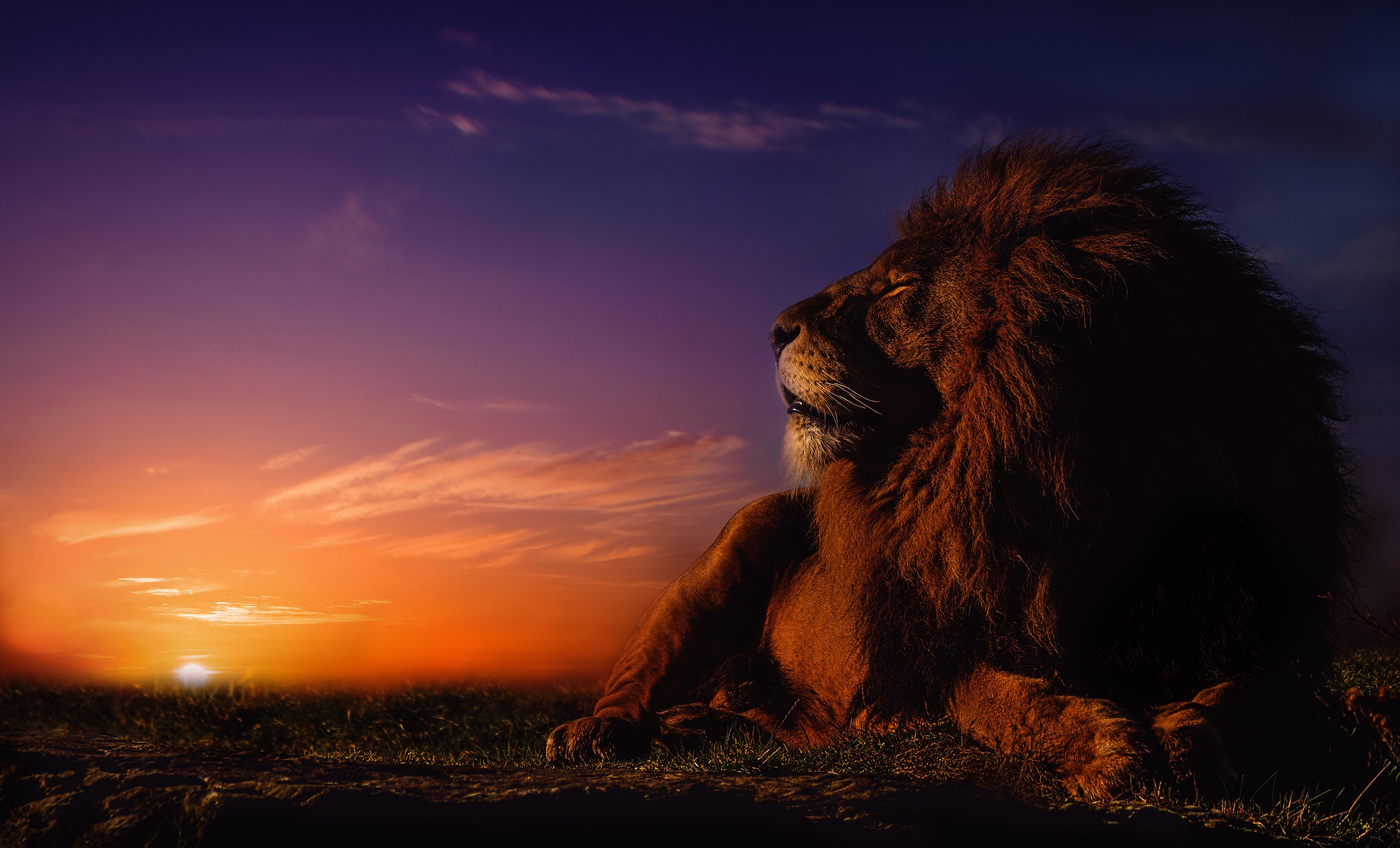 無料モバイル壁紙動物, ライオン, 猫, 日の出をダウンロードします。