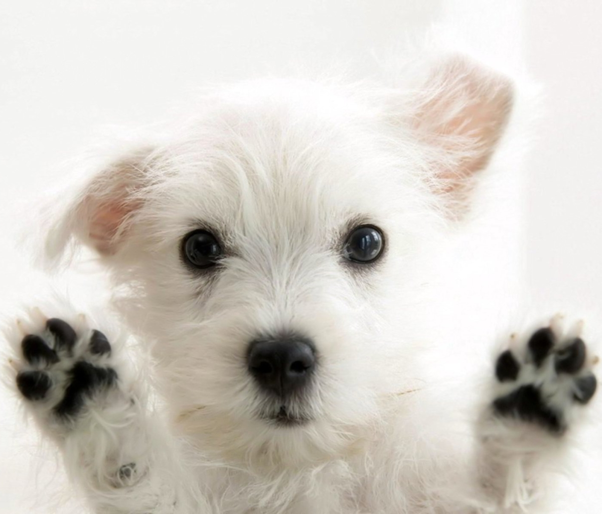 Download mobile wallpaper Dogs, Dog, Animal, West Highland White Terrier for free.