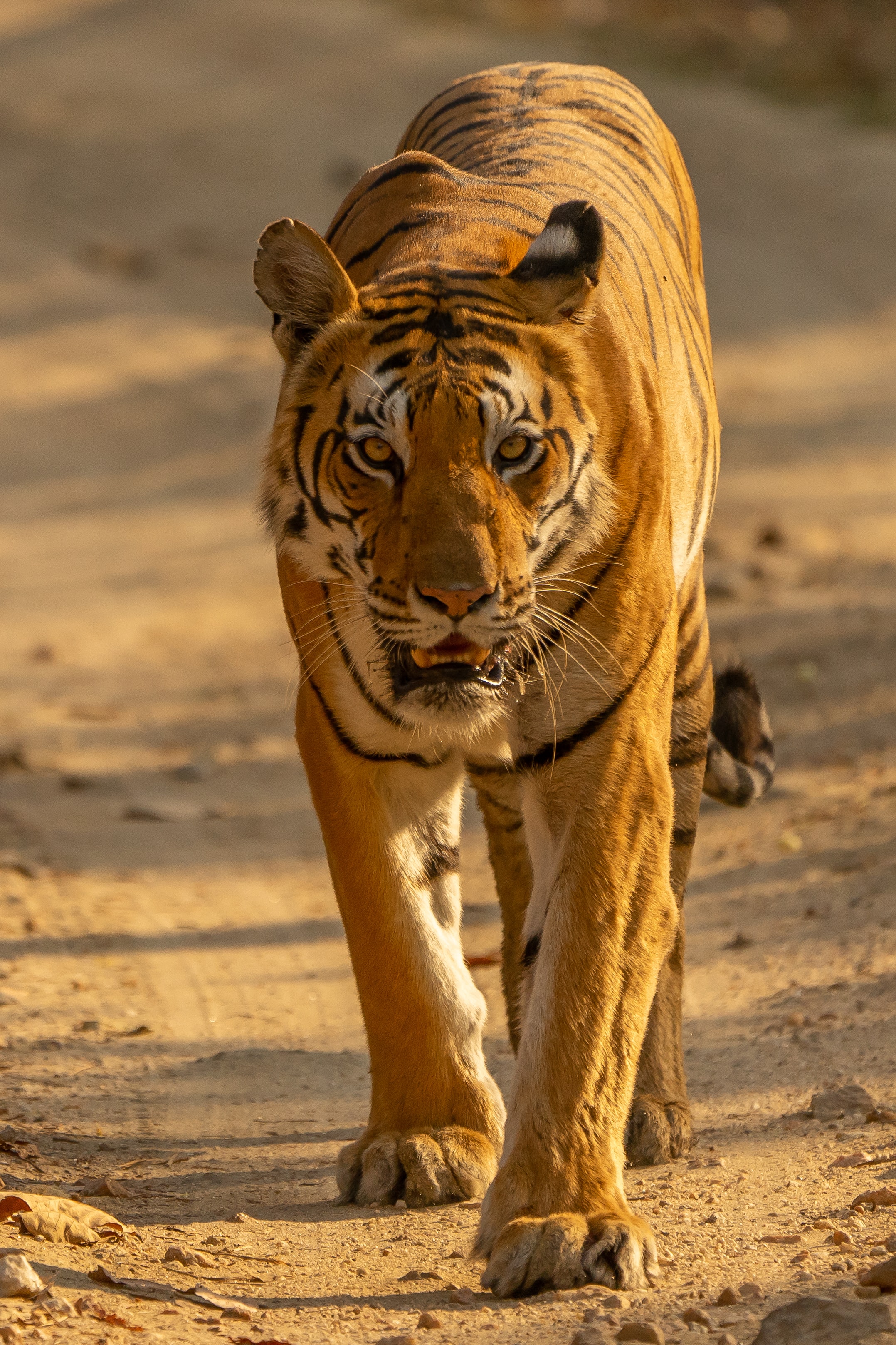 141582 скачать обои тигр, хищник, морда, животные, взгляд, большая кошка - заставки и картинки бесплатно