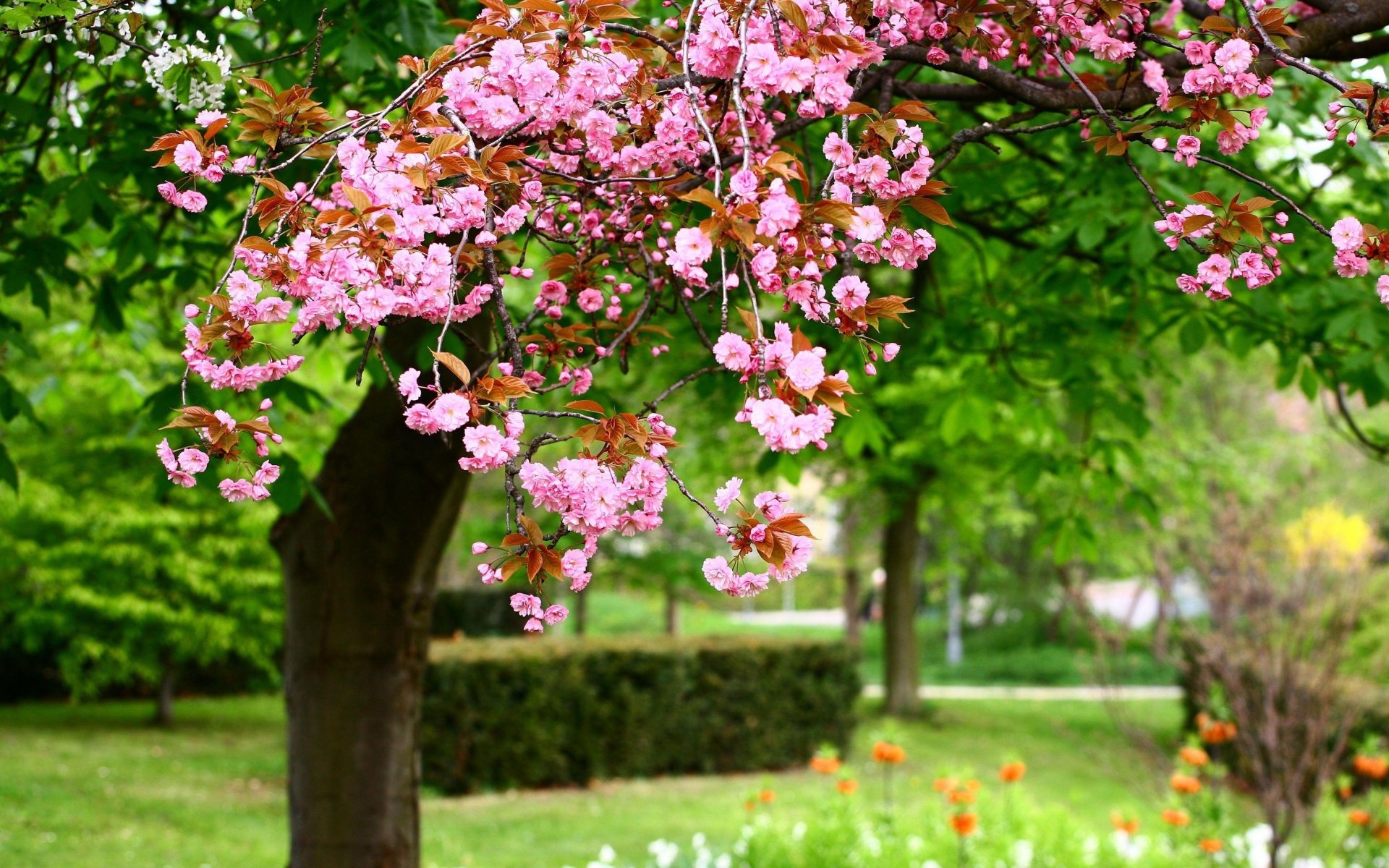 Laden Sie das Natur, Blume, Erde/natur-Bild kostenlos auf Ihren PC-Desktop herunter
