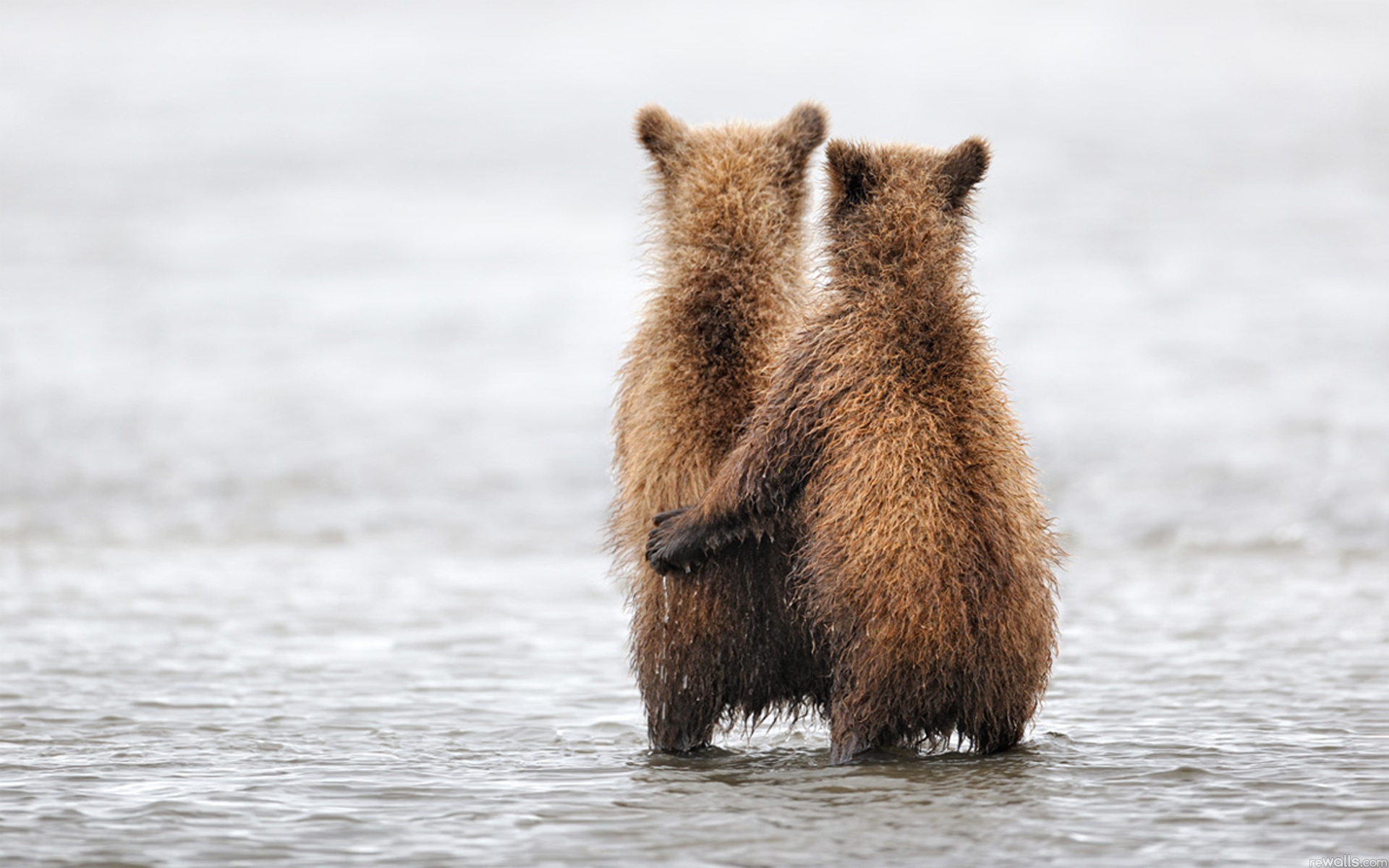 284258 descargar fondo de pantalla animales, grizzly, alaska, cachorros de oso pardo, parque nacional katmai, osos: protectores de pantalla e imágenes gratis