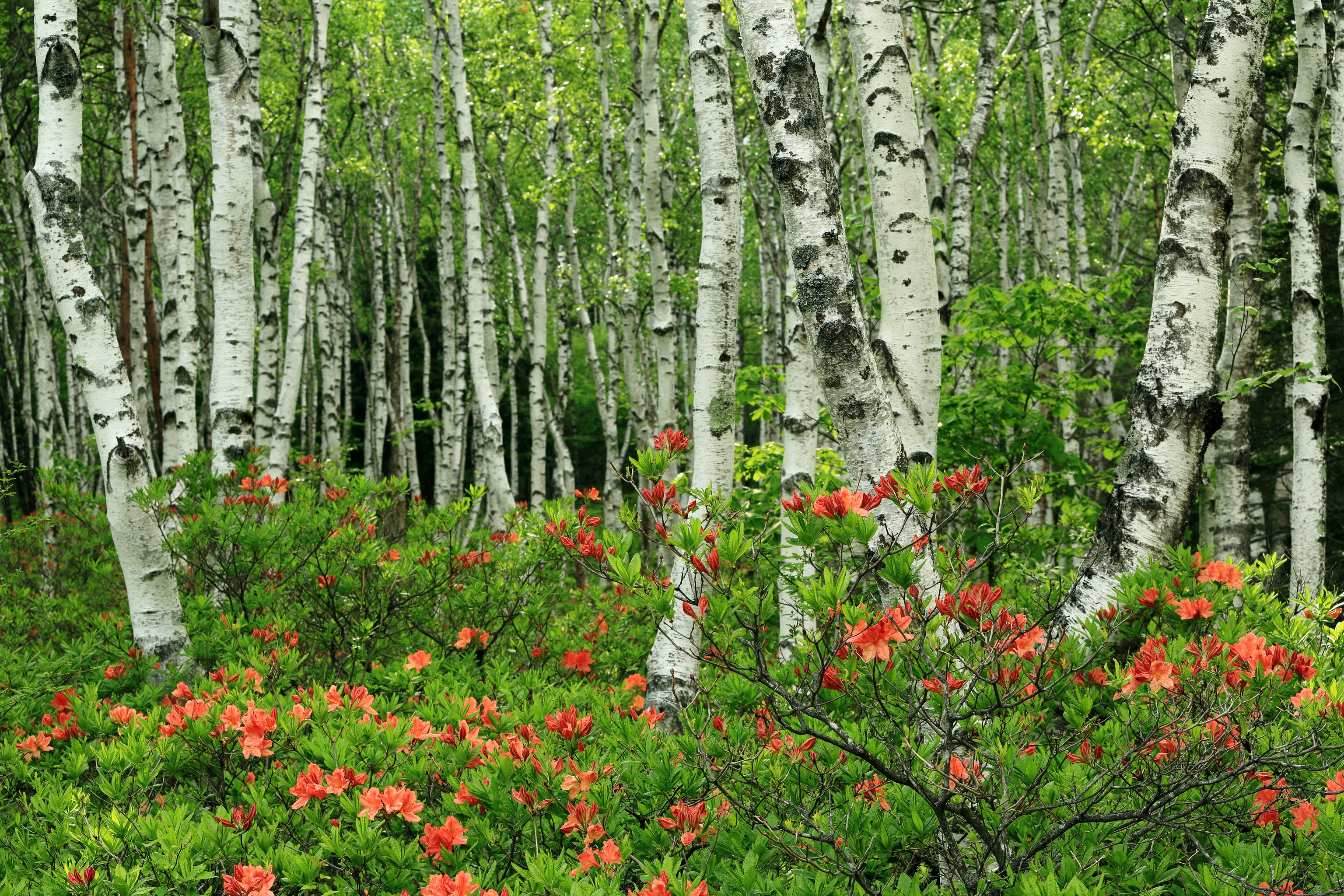 Baixar papel de parede para celular de Flor, Floresta, Primavera, Bétula, Terra/natureza gratuito.
