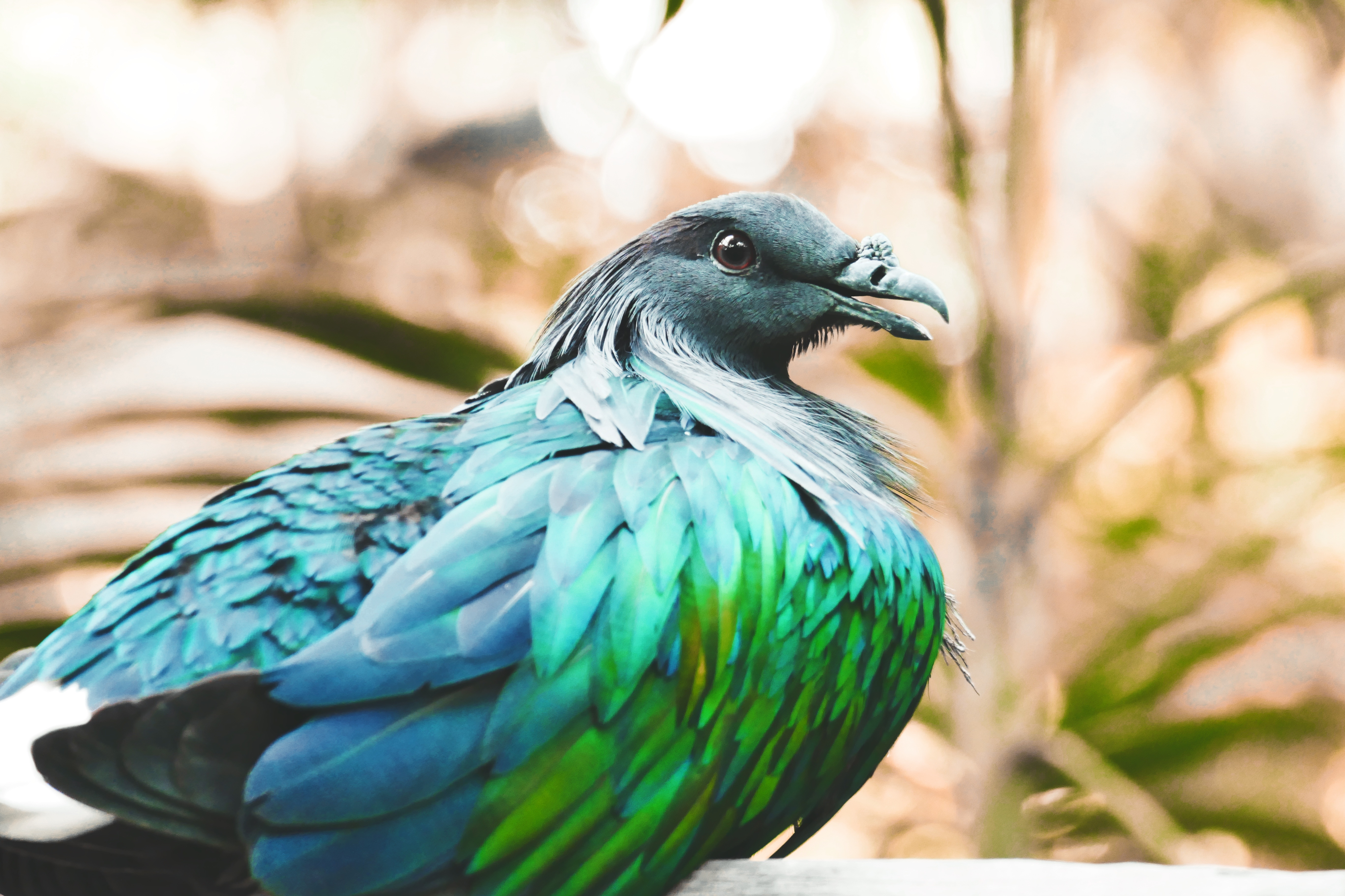 Download mobile wallpaper Nicobar Pigeon, Animals, Bird, Color, Feather for free.