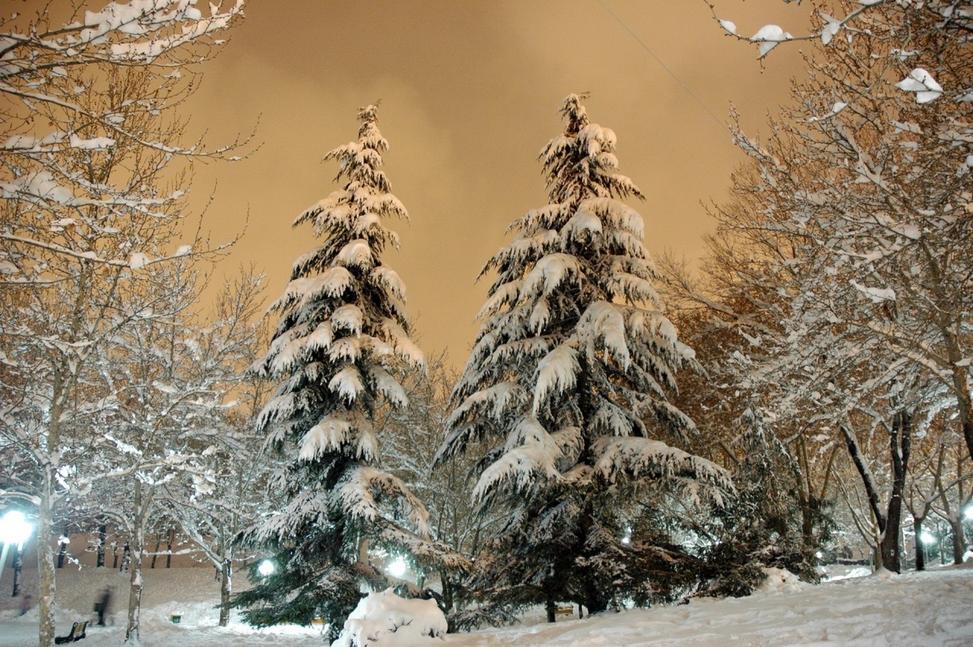 Free download wallpaper Winter, Snow, Forest, Tree, Earth, Photography on your PC desktop