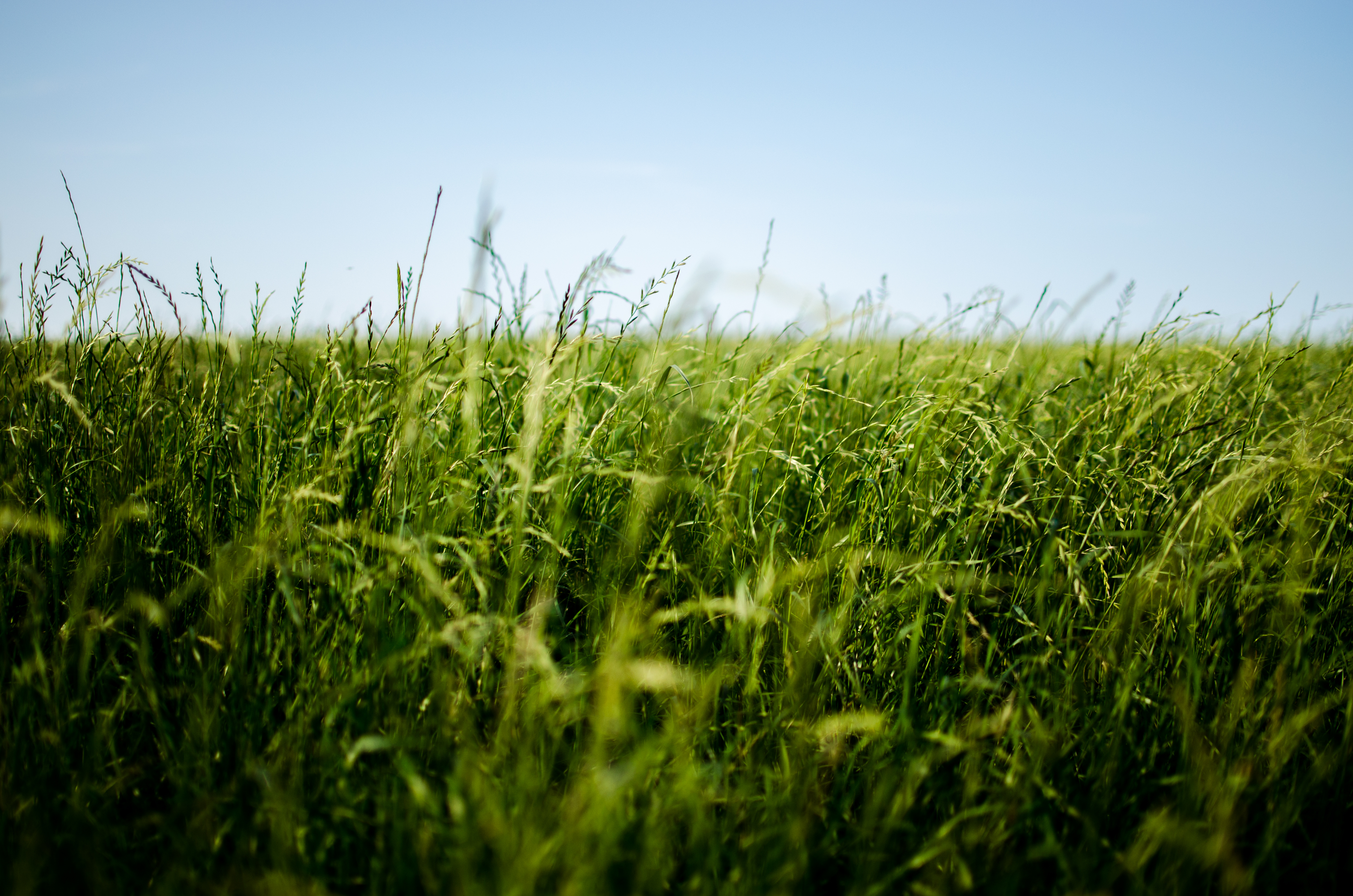 100357 скачать картинку природа, трава, поле, зеленый, колос - обои и заставки бесплатно