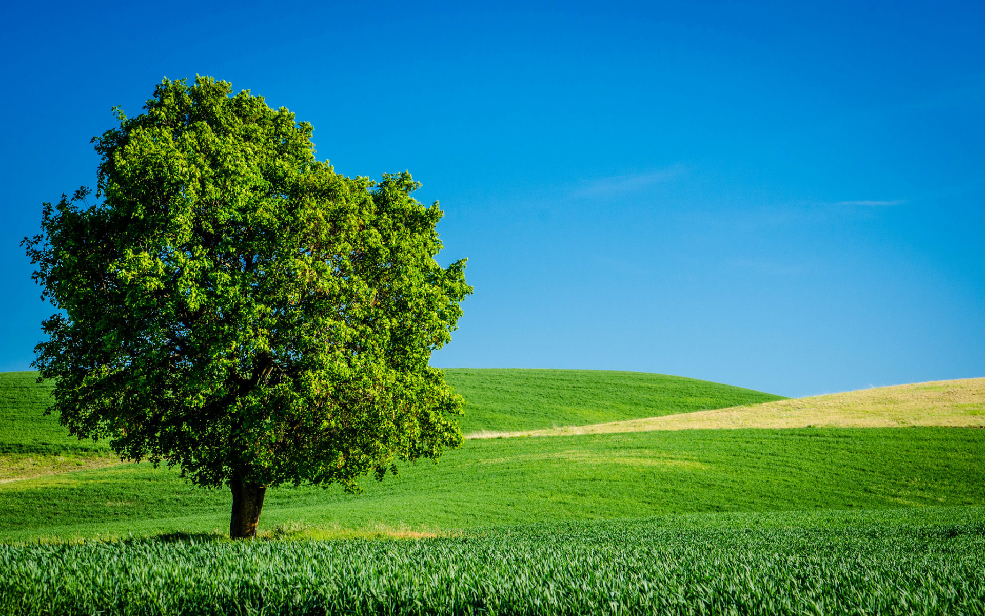 Download mobile wallpaper Trees, Grass, Sky, Horizon, Tree, Earth, Field for free.