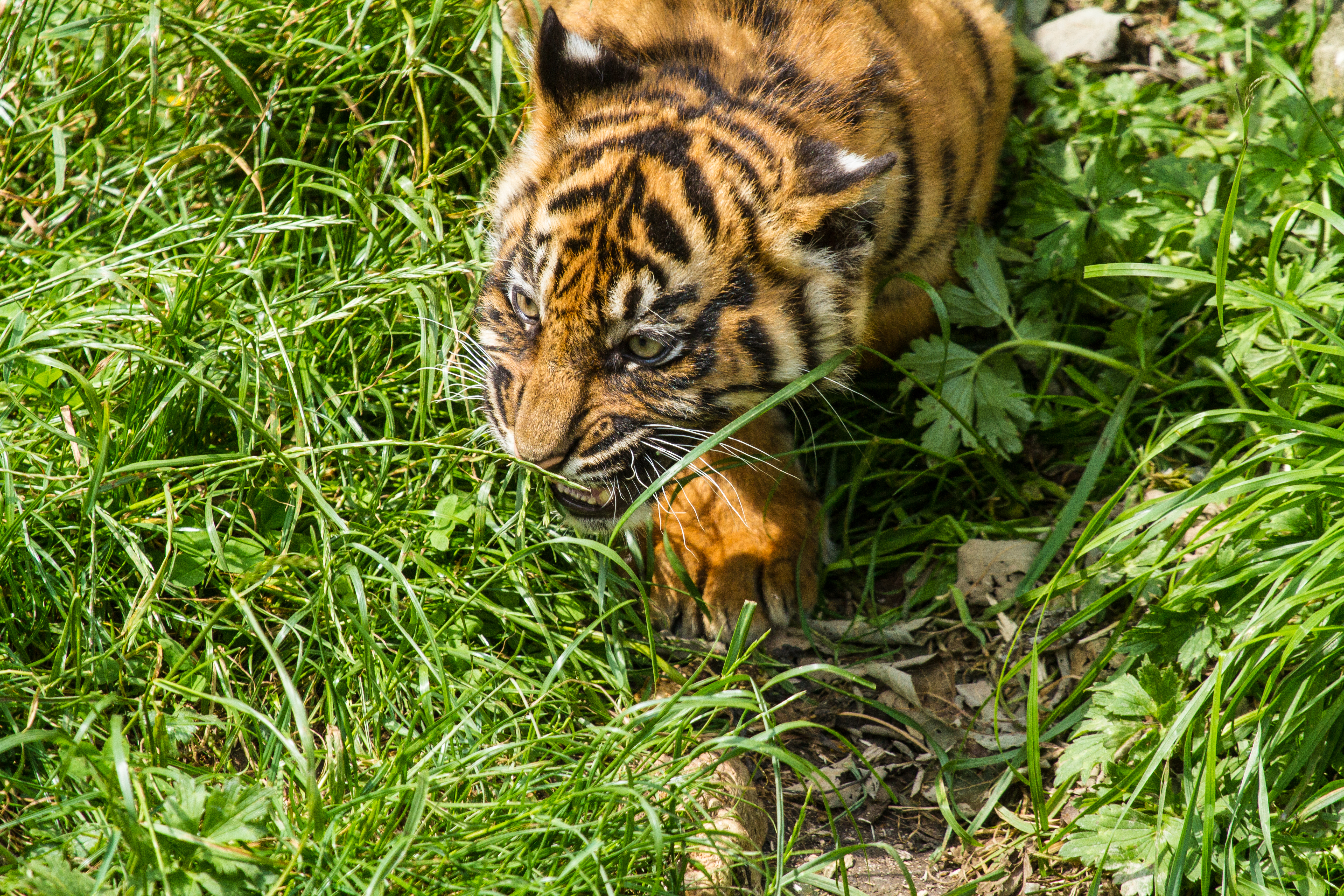 Téléchargez des papiers peints mobile Animaux, Chats, Tigre gratuitement.