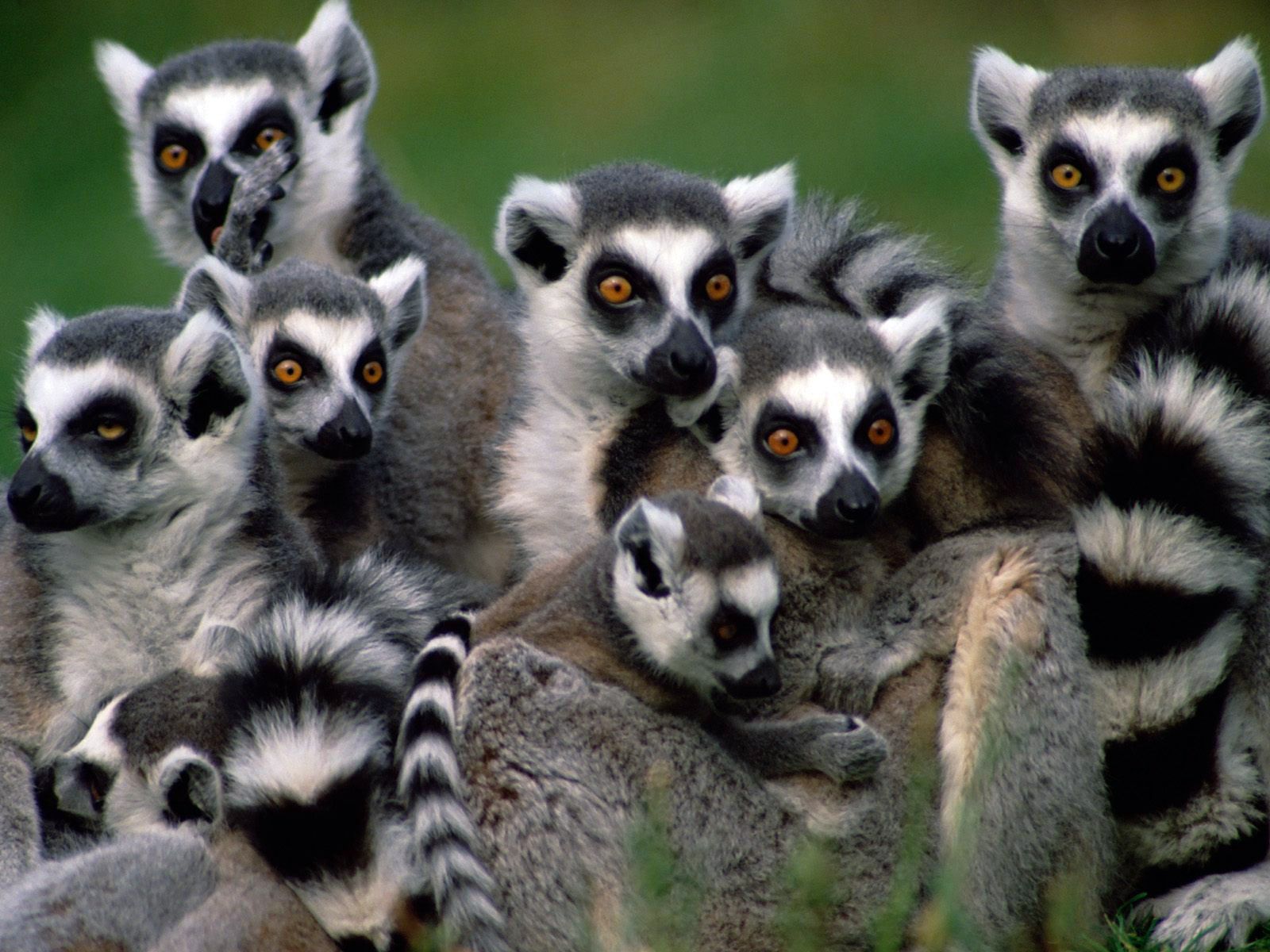 321628 Bild herunterladen tiere, lemur, affen - Hintergrundbilder und Bildschirmschoner kostenlos