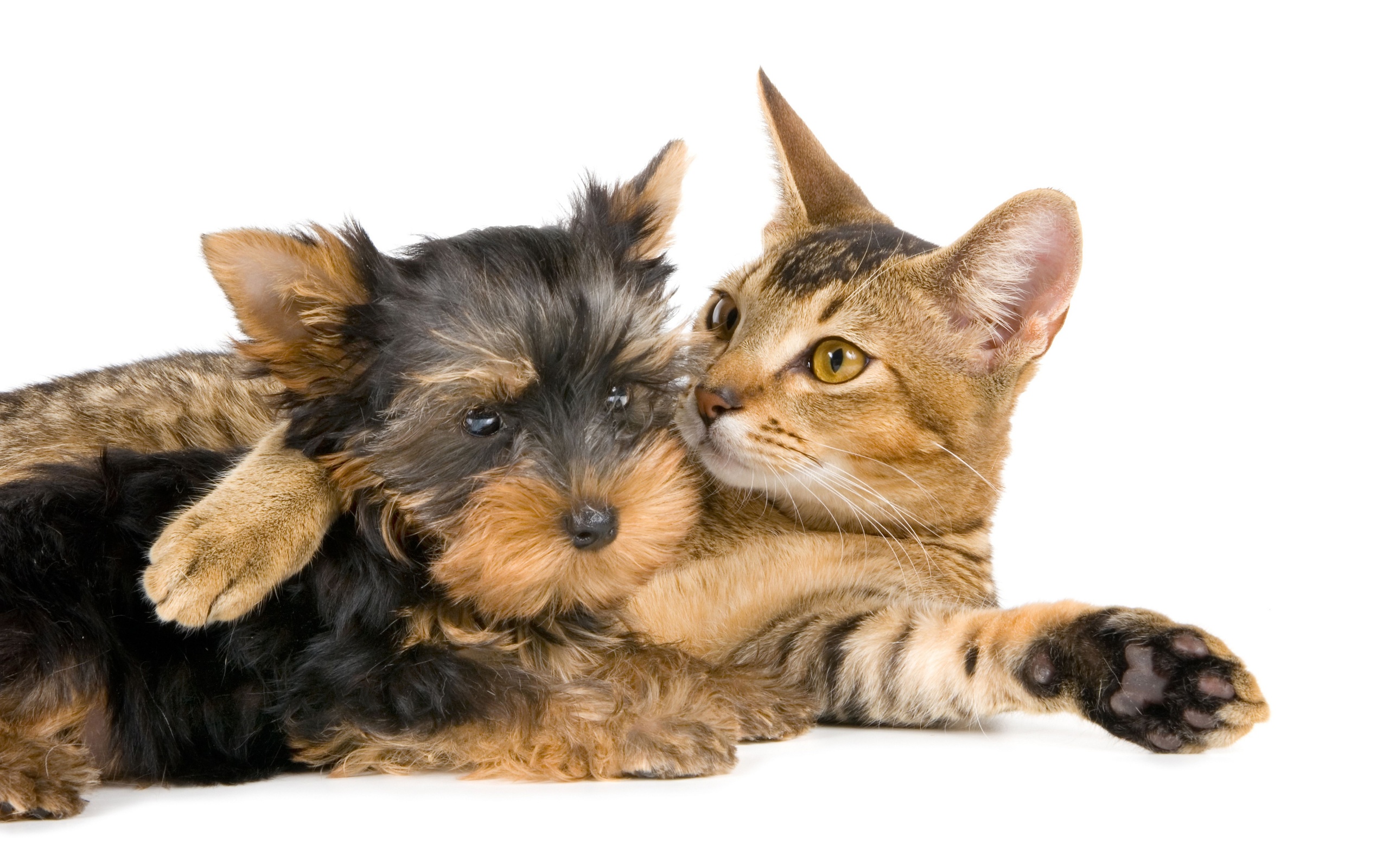 Download mobile wallpaper Cat, Dog, Animal, Cute for free.